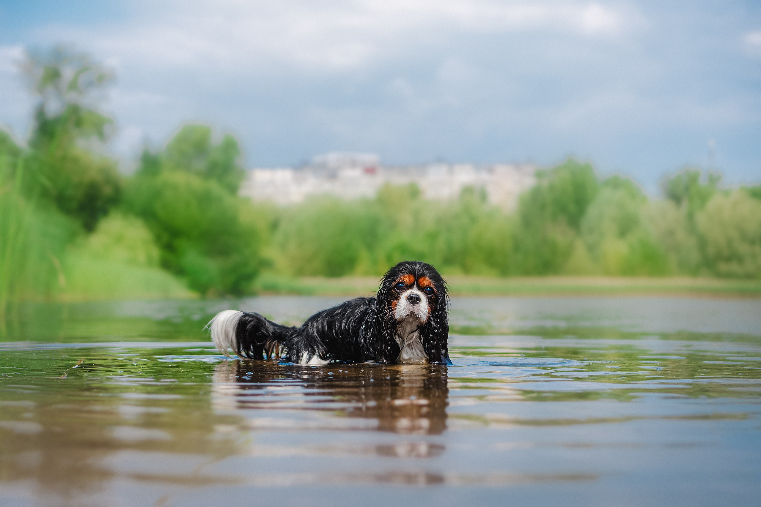 ККЧС Элвис. Фотограф анималист Кузнецова Анна Нижний Новгород