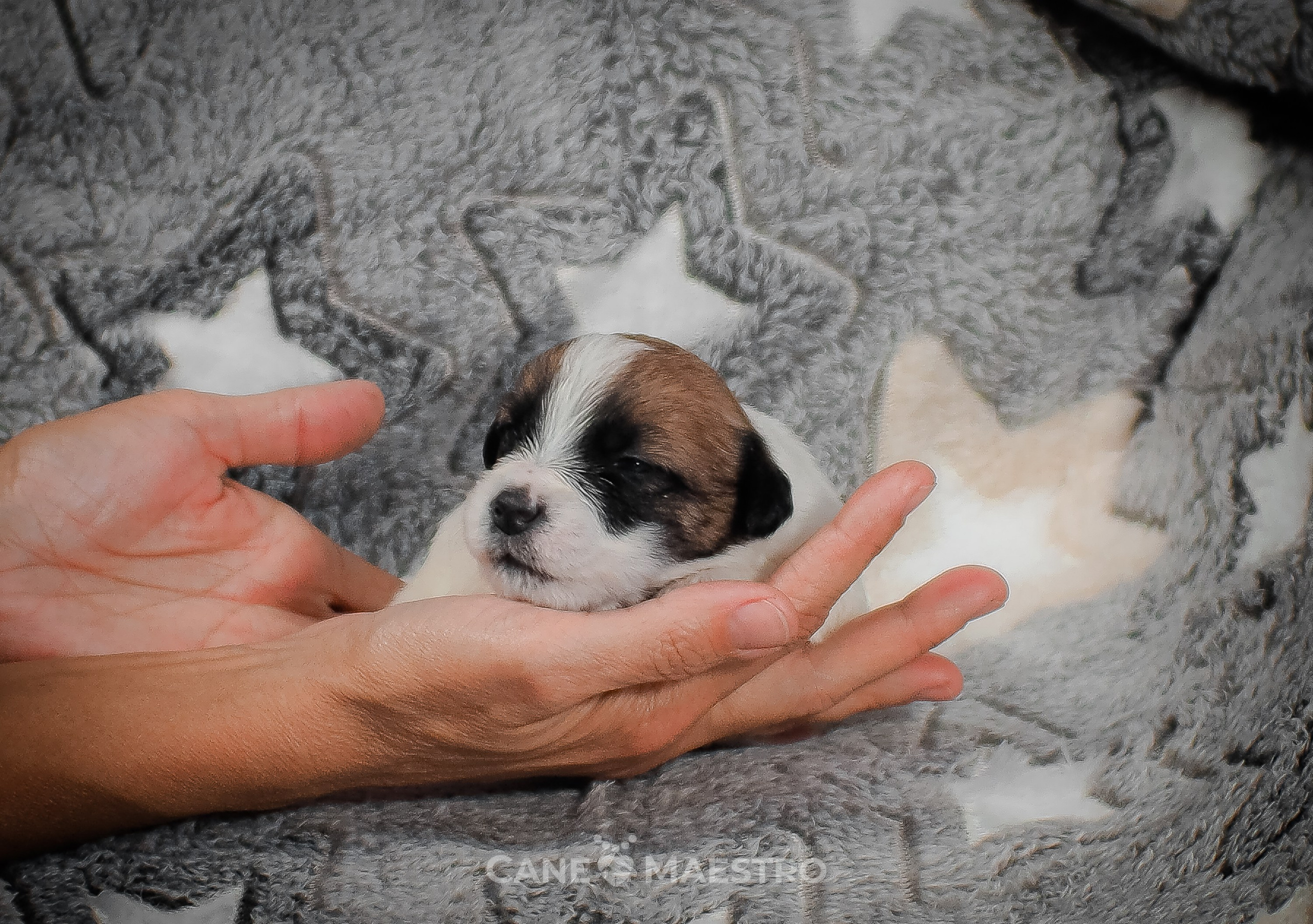 КОБЛ_5_БР_27. CANE MAESTRO — kennel Jack Russell Terrier