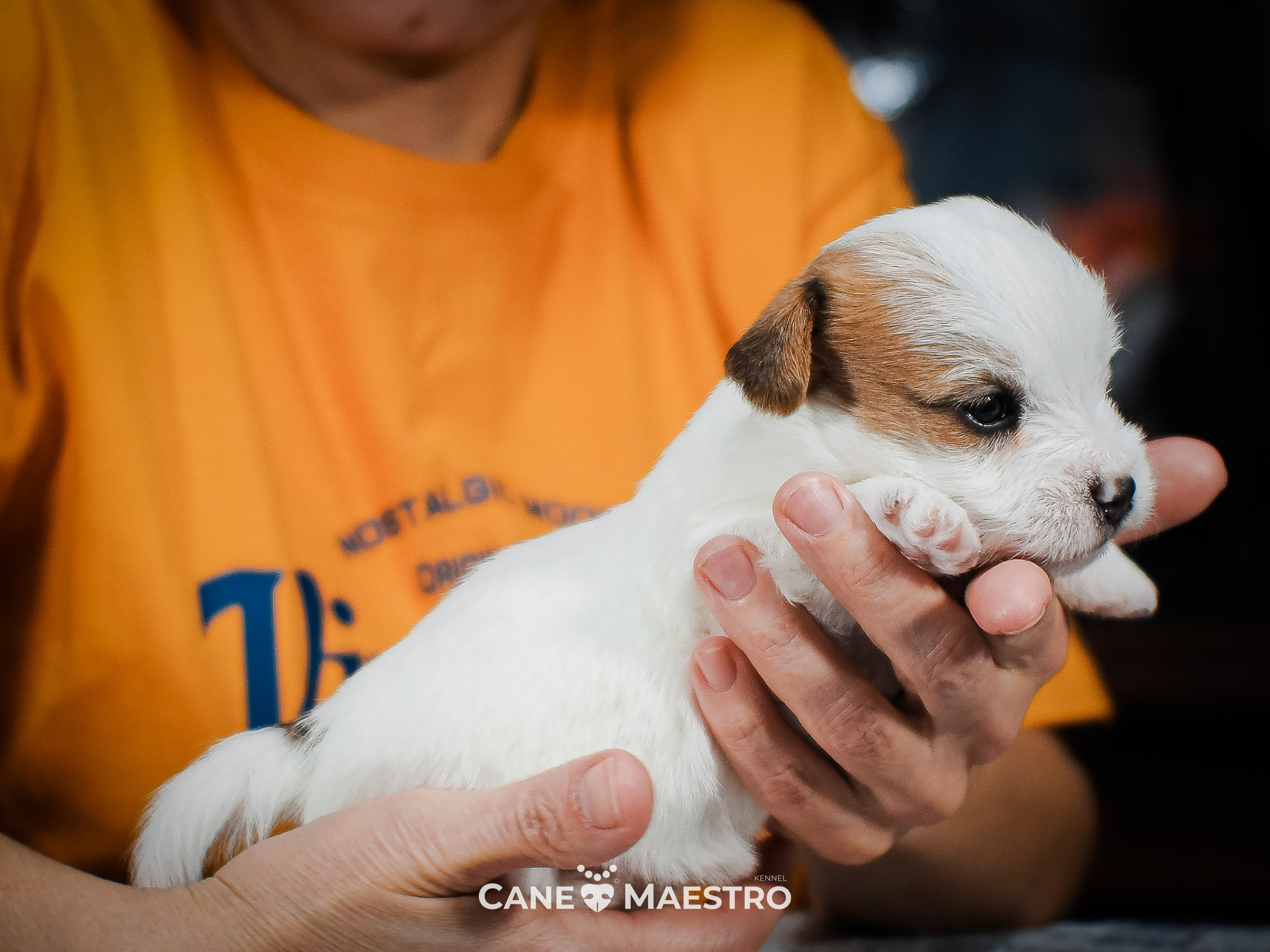 СУКА_ЛИСА_05_01_26. CANE MAESTRO — kennel Jack Russell Terrier