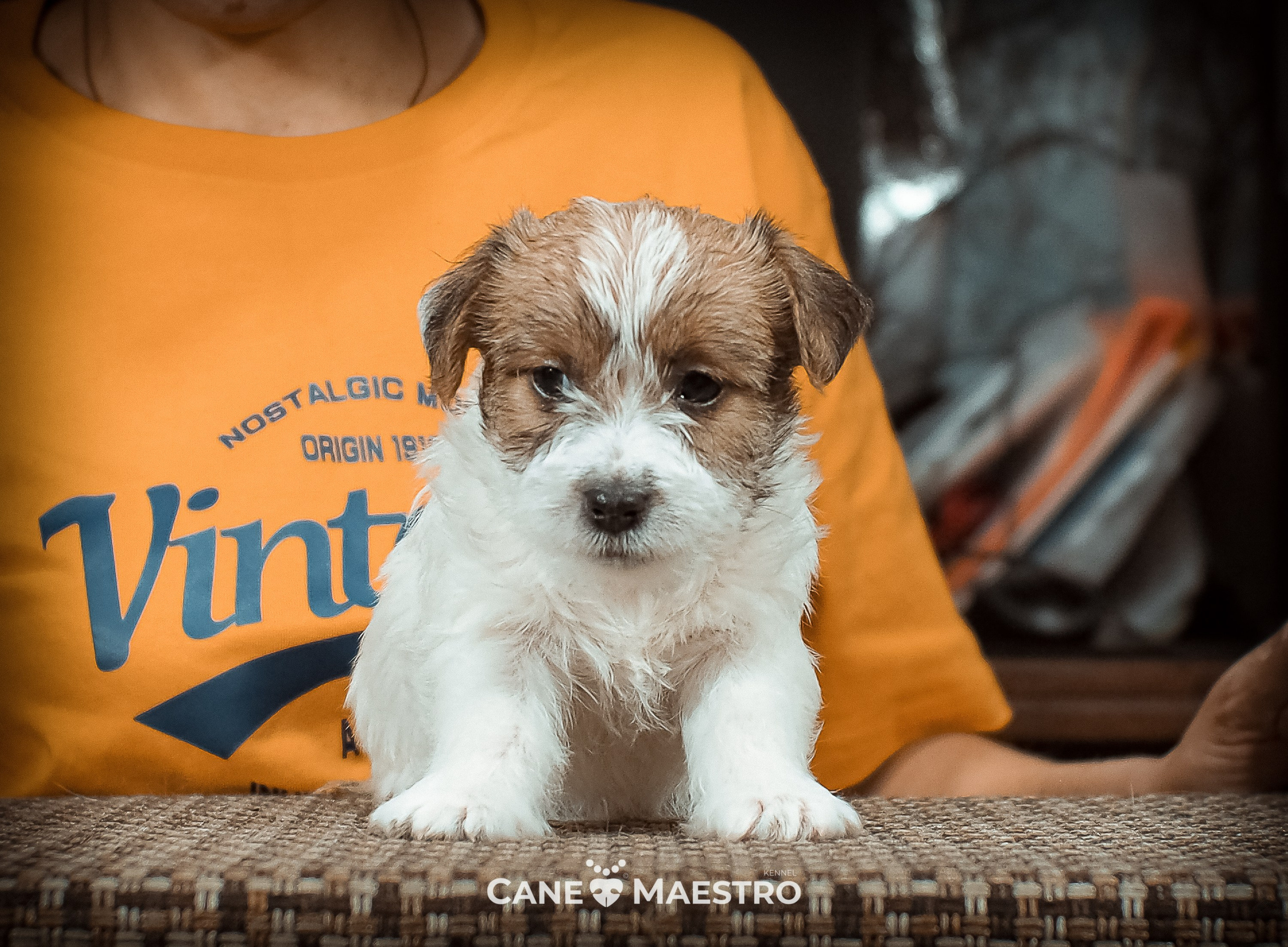 КОБ_2_Б_21_01_25. CANE MAESTRO — kennel Jack Russell Terrier