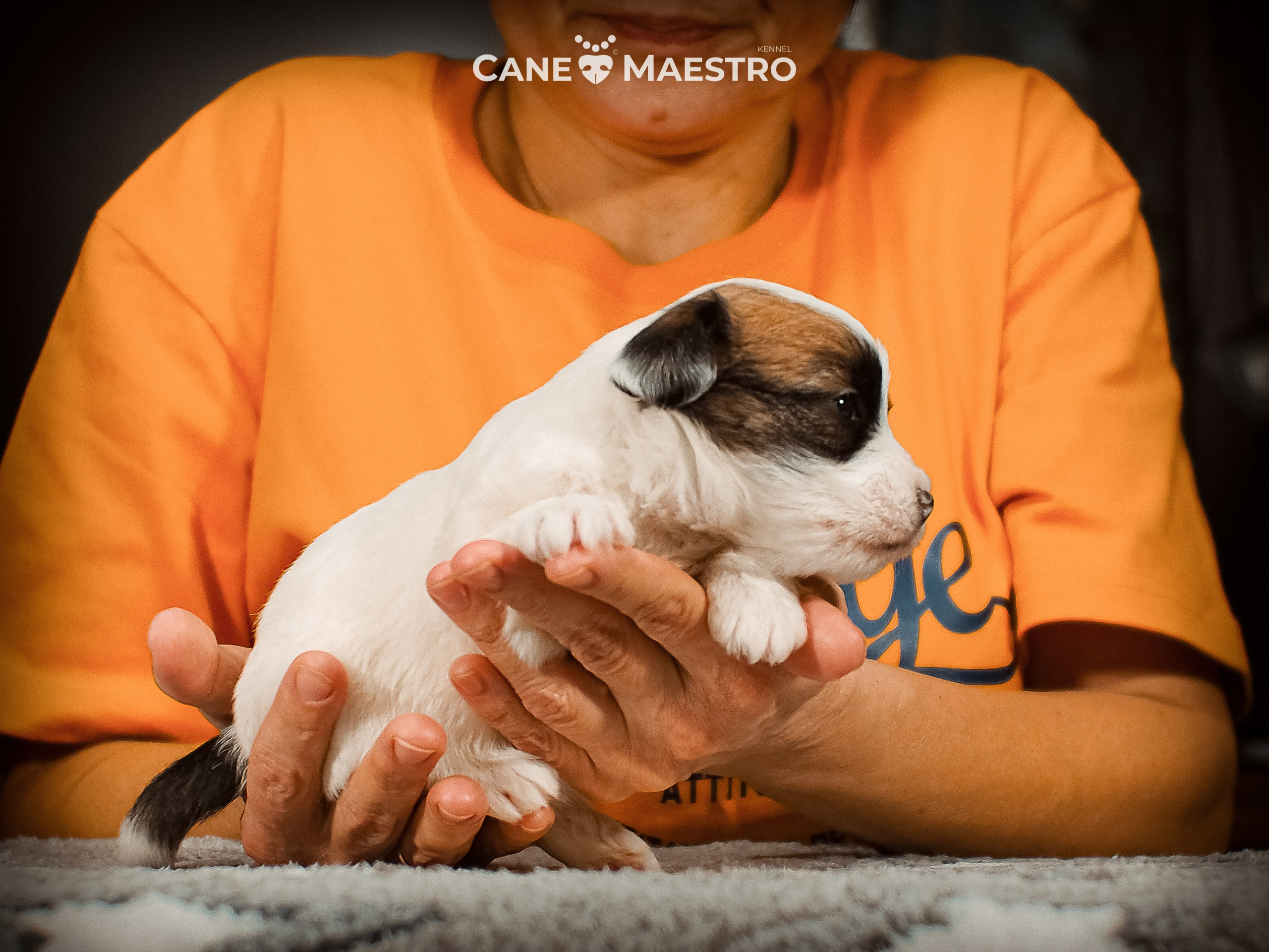 КОБ_ЛИСА_05_01_26. CANE MAESTRO — kennel Jack Russell Terrier