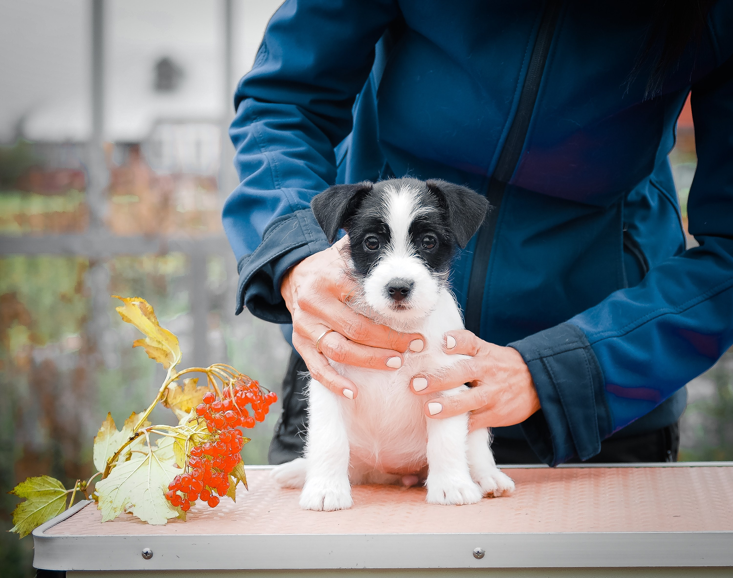 Бело-черная красавица джек-рассел-терьер. КАНЕ МАЭСТРО — питомник Джек рассел терьеров