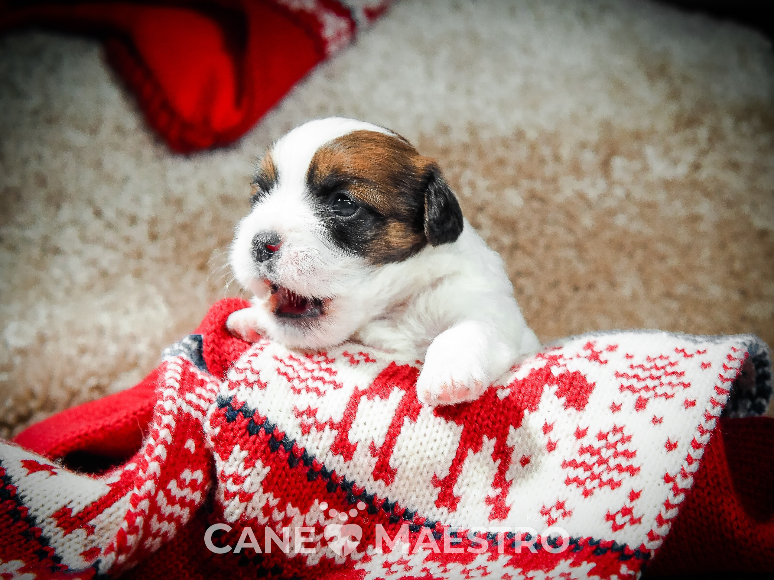 Мальчик 2. Кобель бело-рыжий. Джек рассел терьер щенок. КАНЕ МАЭСТРО — питомник Джек рассел терьеров