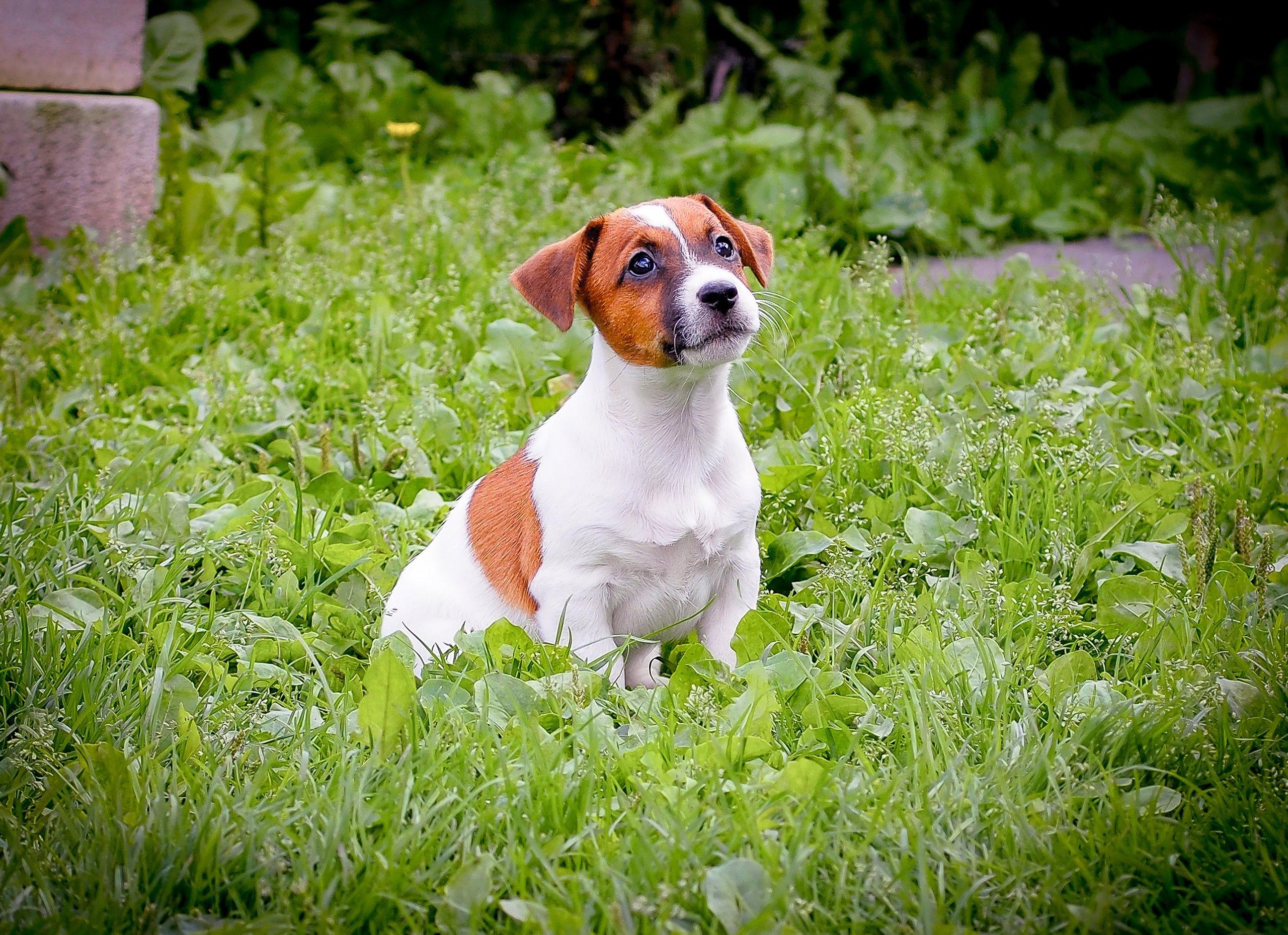 ЭМЕНТАЛЬ_КОБЕЛЬ. CANE MAESTRO — kennel Jack Russell Terrier