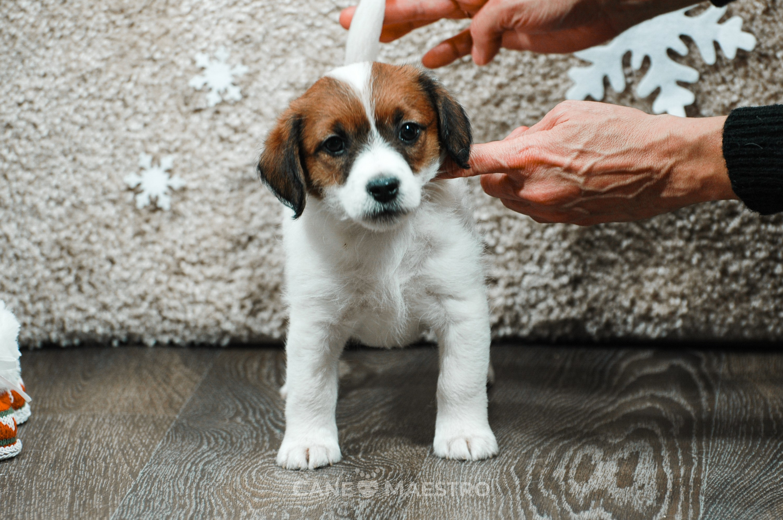 3КОБЛ_СНЕГОВИК. CANE MAESTRO — kennel Jack Russell Terrier
