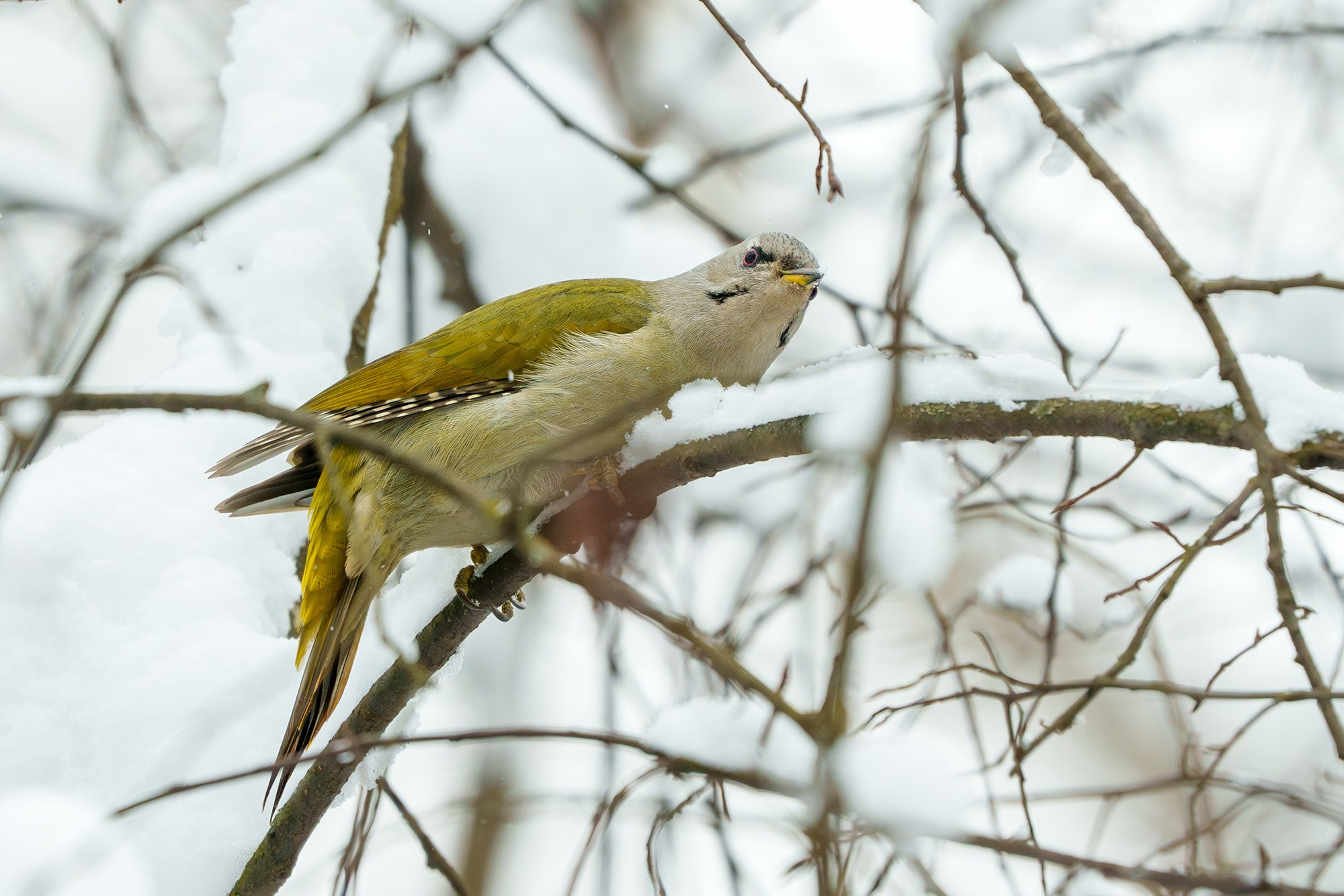 Удивительные мир птиц. Вокруг нас столько прекрасного — присмотритесь!. Ваш личный фотограф Марина Волкова