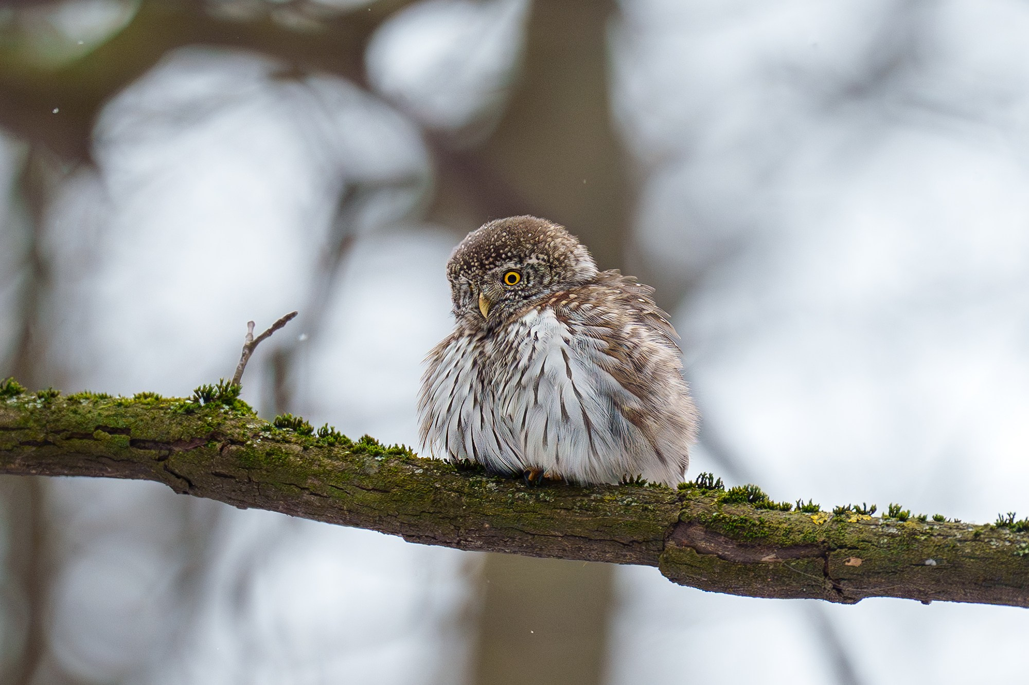 Удивительные мир птиц. Вокруг нас столько прекрасного — присмотритесь!. Ваш личный фотограф Марина Волкова