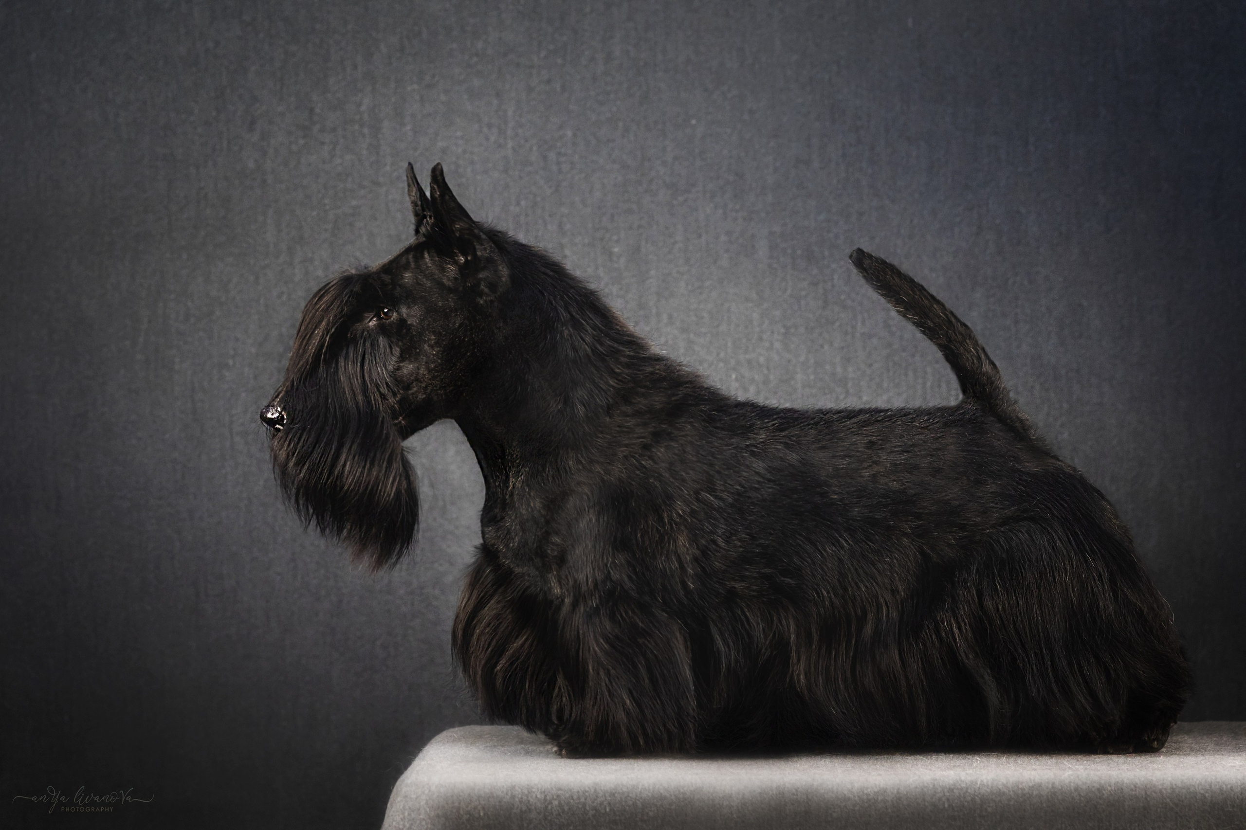 Фант. Фотограф анималист Аня Ливанова | Рыбинск