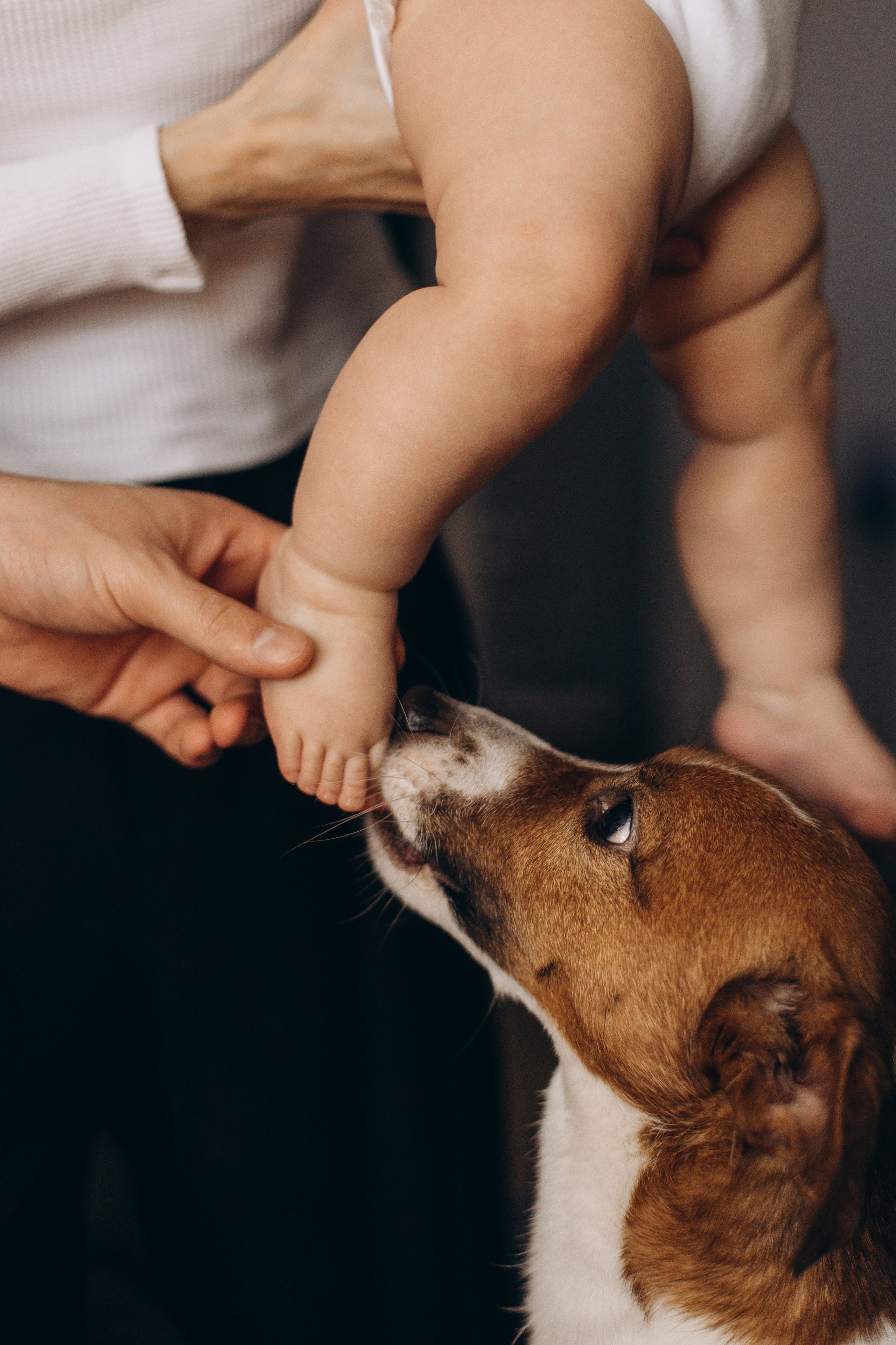 Джой и его семья. Фотограф — Анималист | Санкт-Петербург