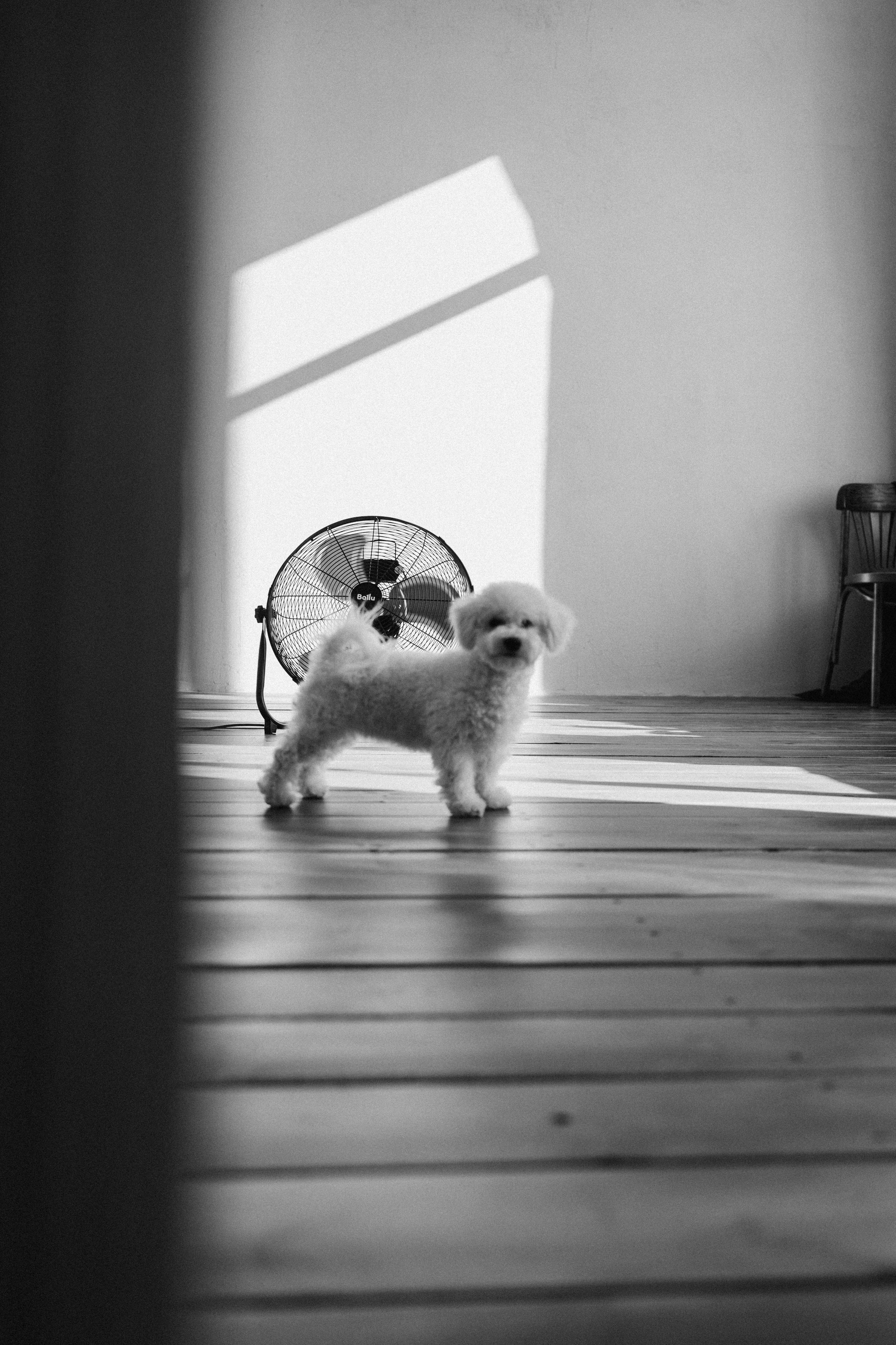 Луна и ее семья. Фотограф — Анималист | Санкт-Петербург