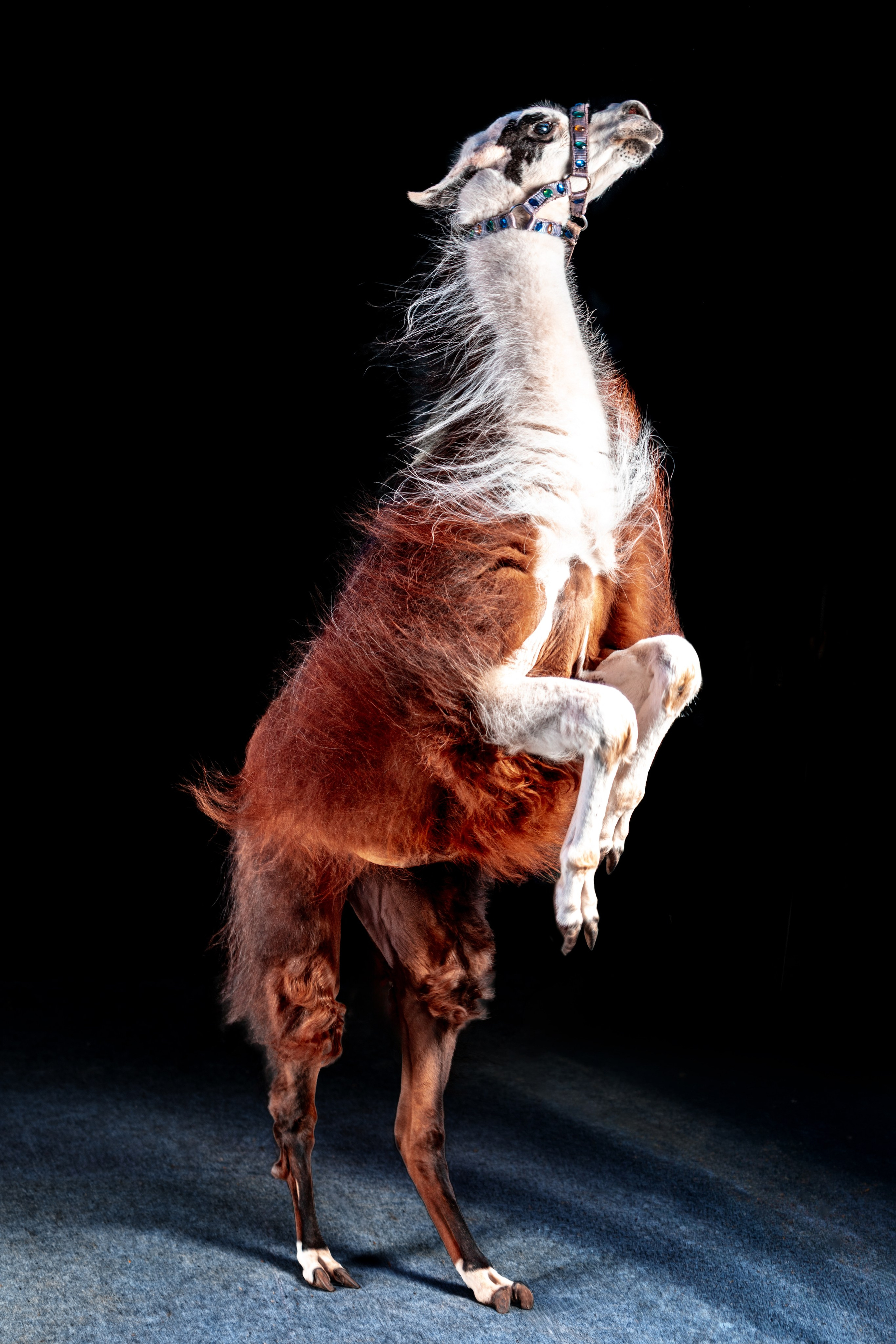 SHUSTOVI/ANIMALS. Sveta GOSHTAUTAS фотограф Пермь