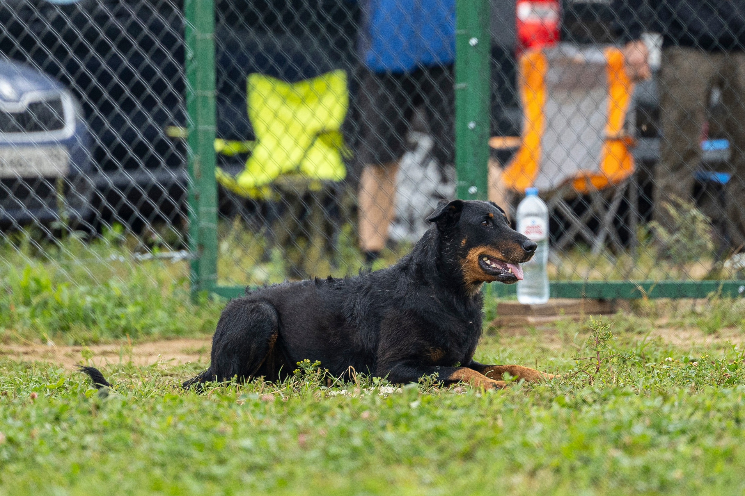 Соревнования по Мондьорингу г. Вологда 10-11.08.2024. Фотограф-анималист Анна Маринич