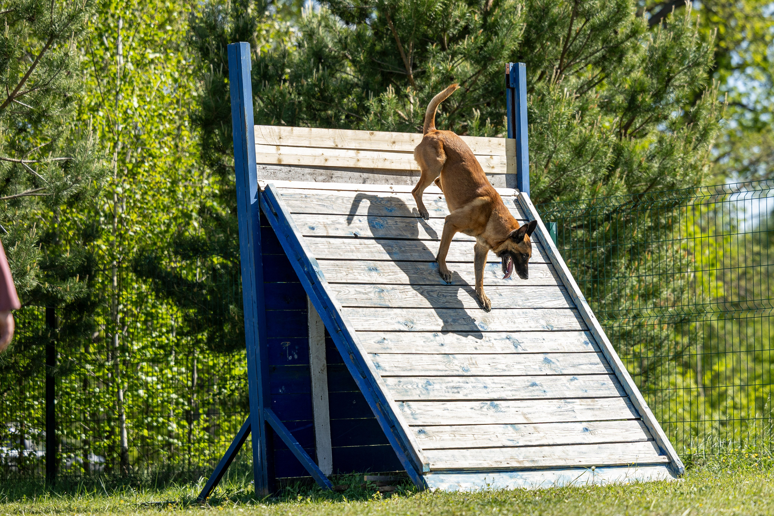 Испытания по мондьорингу в Нижнем Новгороде. Фотограф-анималист Анна Маринич