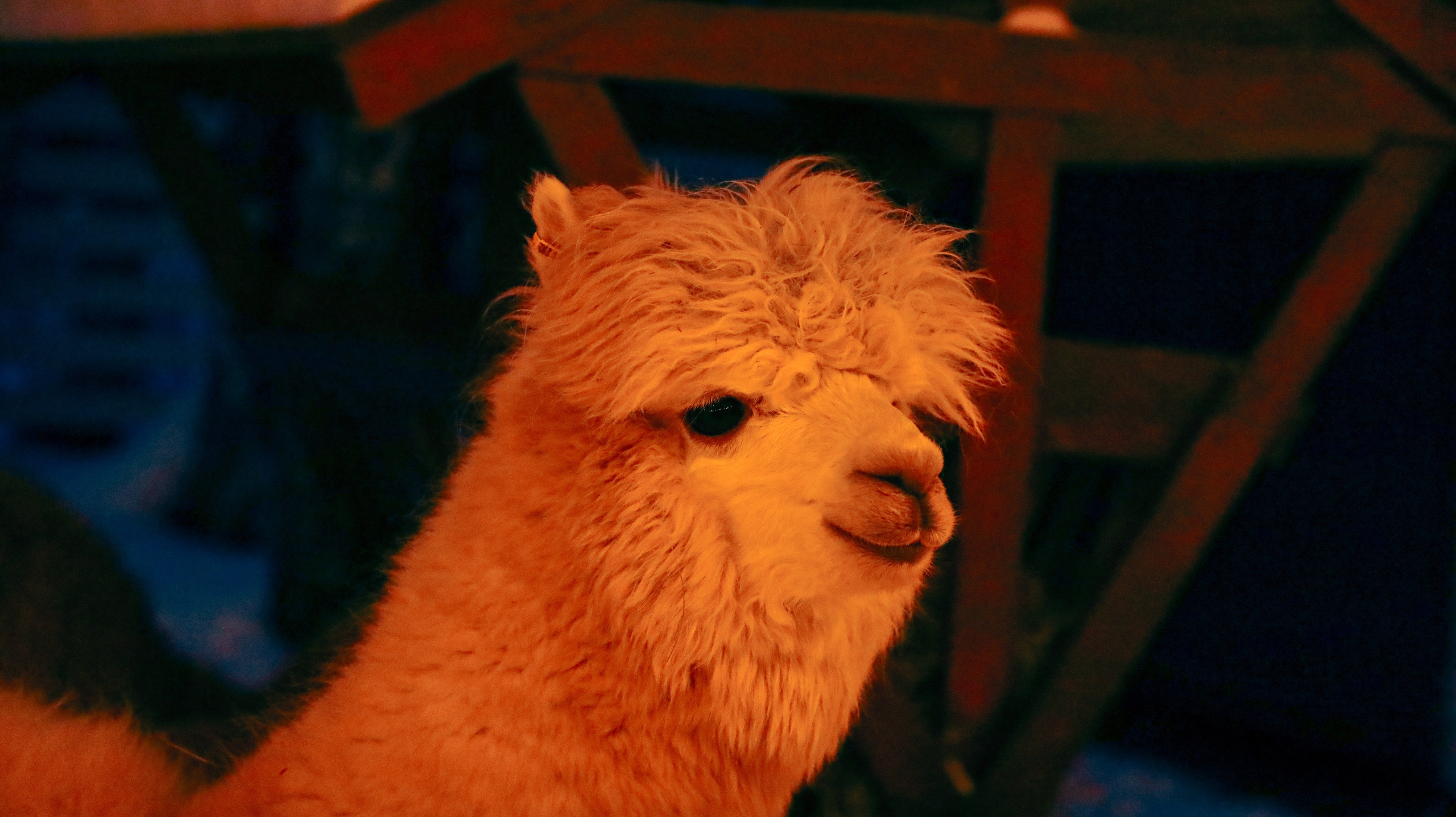 Alpaca park. Фотограф/дизайнер в Екатеринбурге Хитрый Дмитрий