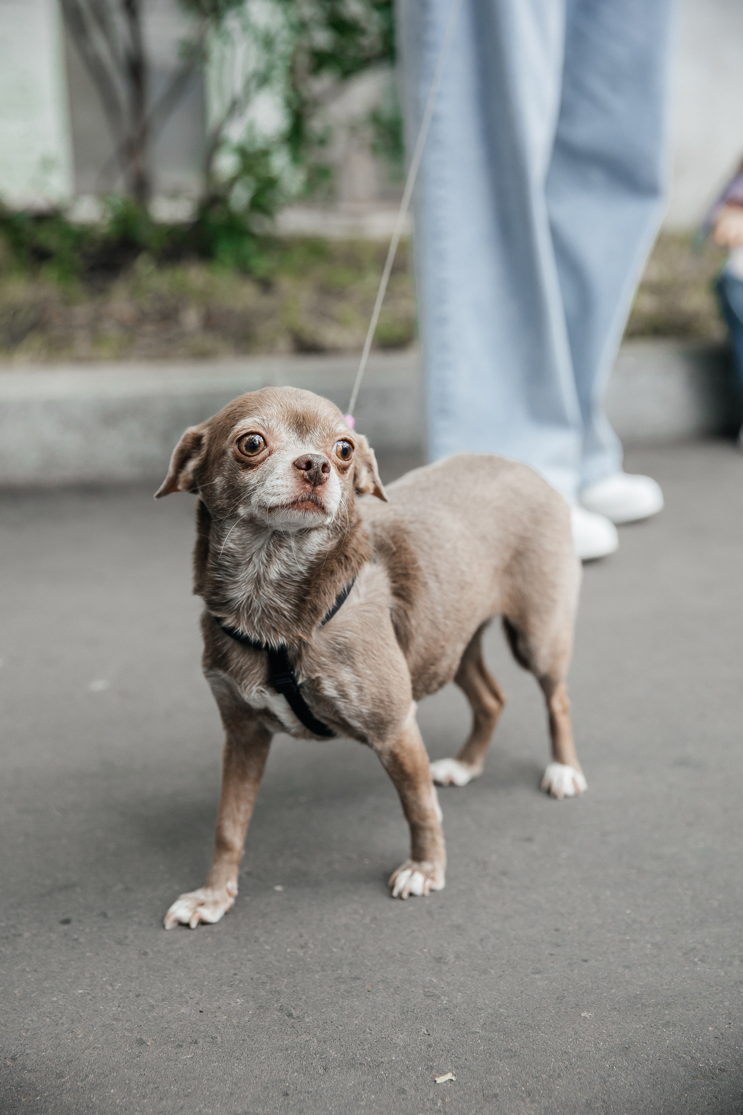Фонд Хабенского Благотворительный футбол. Леся Гаранина. Семейный фотограф/видеограф Москва и область