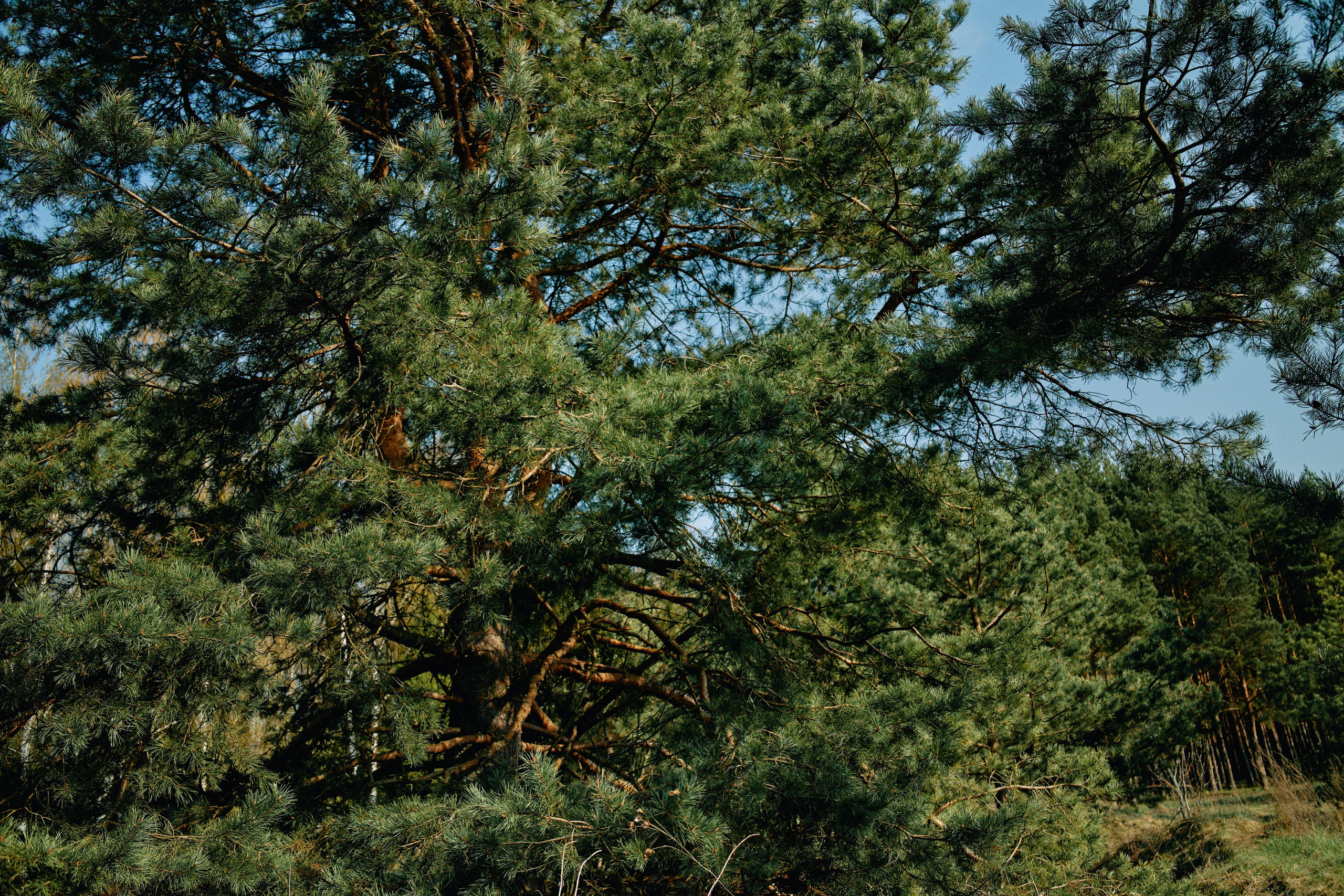 Бутик-отель Поле летом. Профессиональный Фотограф во Владимире, в Москве и в Суздале — Полина Романычева