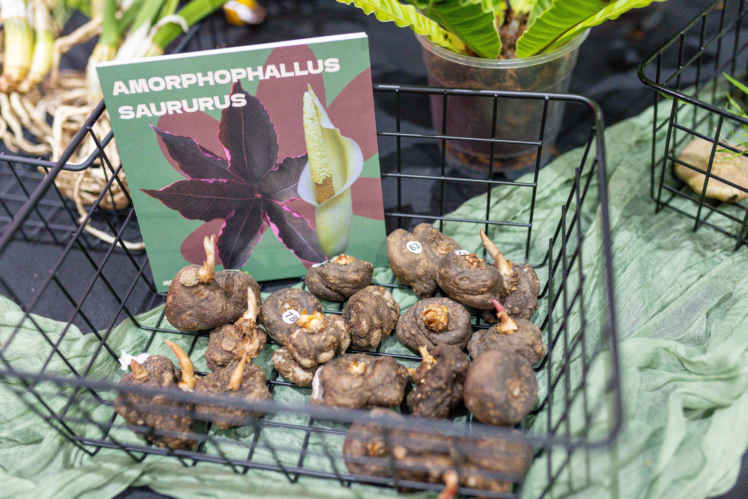 Монстериум 11–12 октября. Александра Куликова фотограф, Москва