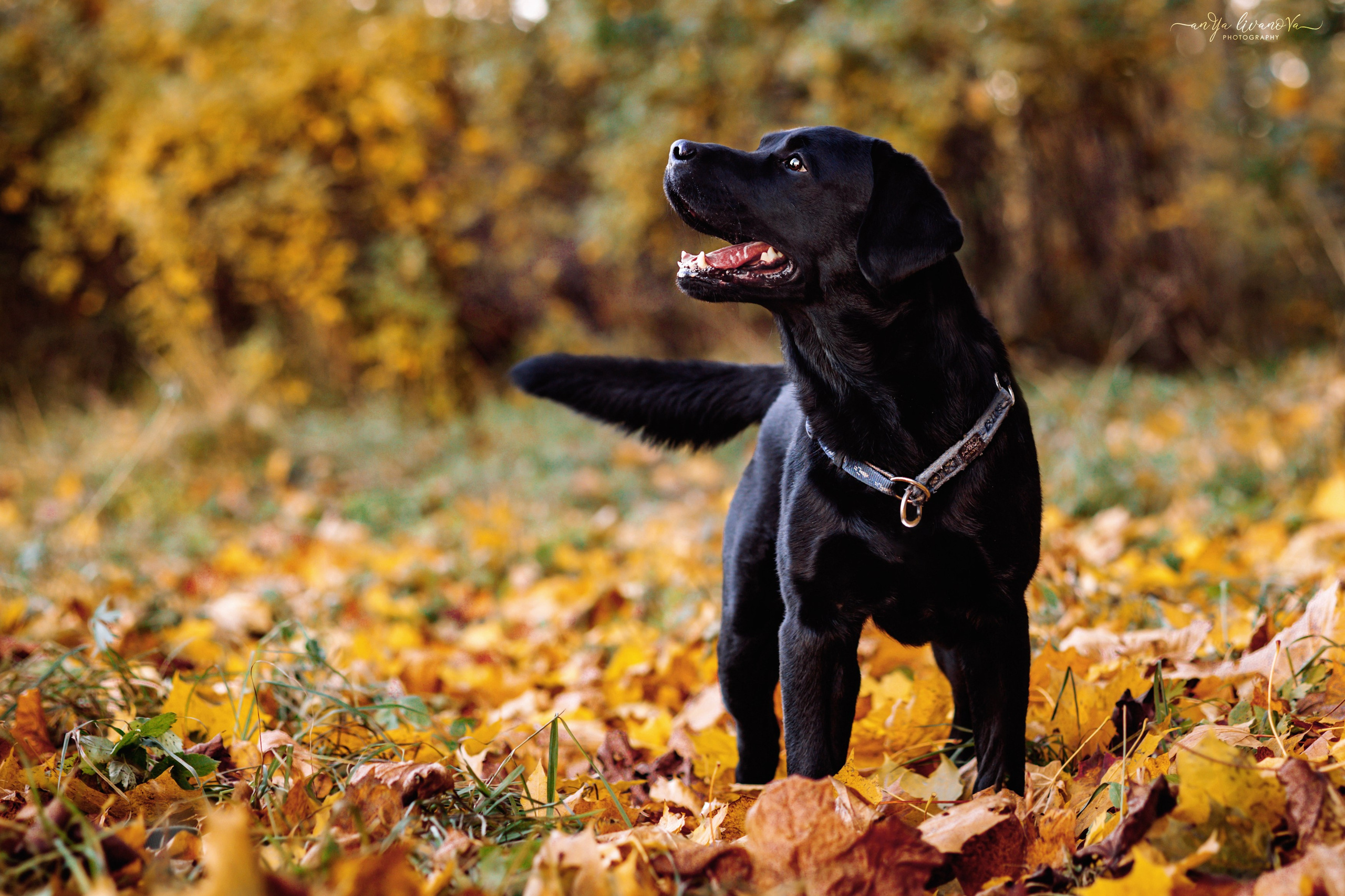 Оскар и его семья в парке. Фотограф анималист Аня Ливанова | Рыбинск