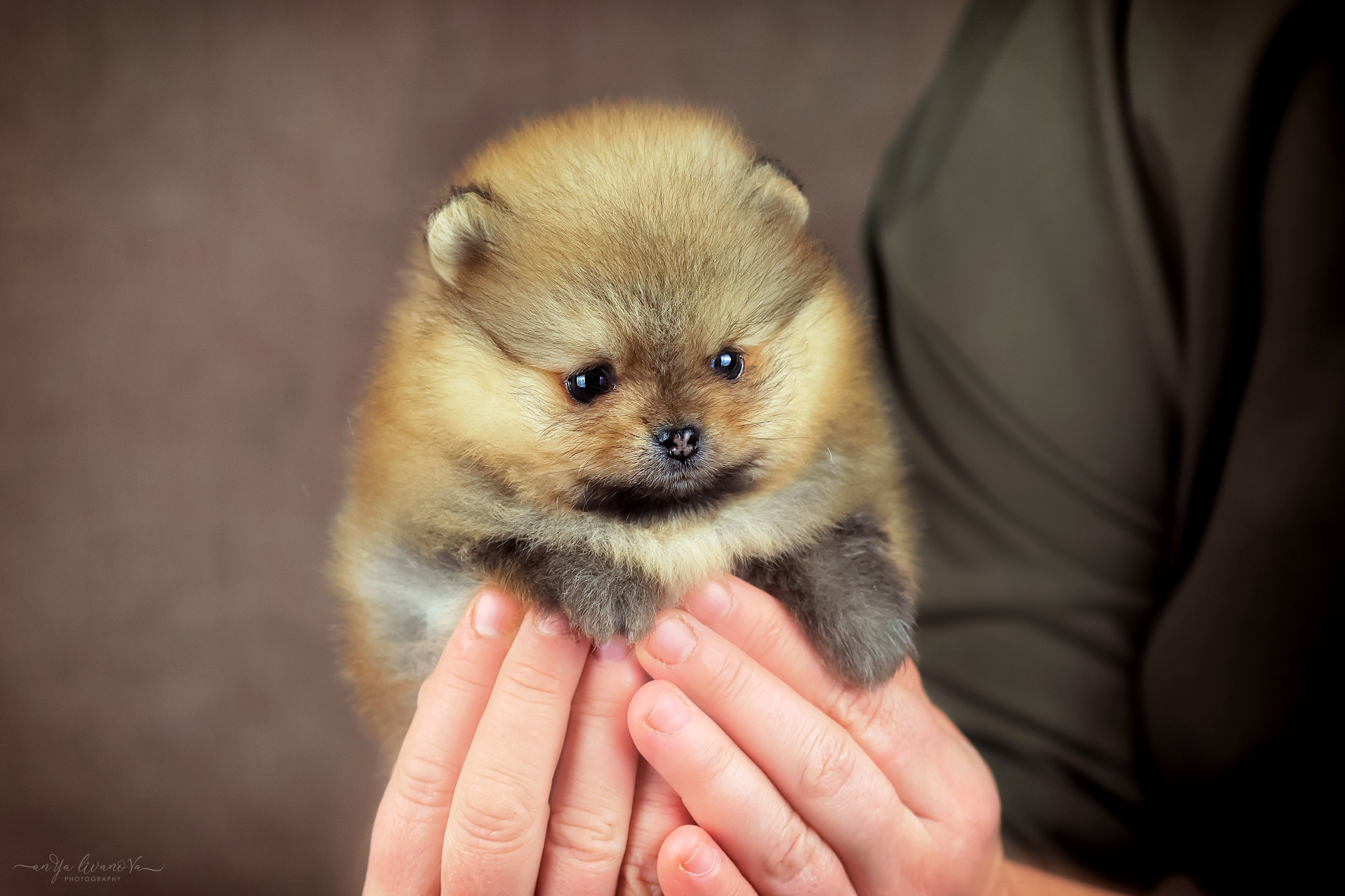 Шпицули. Фотограф анималист Аня Ливанова | Рыбинск