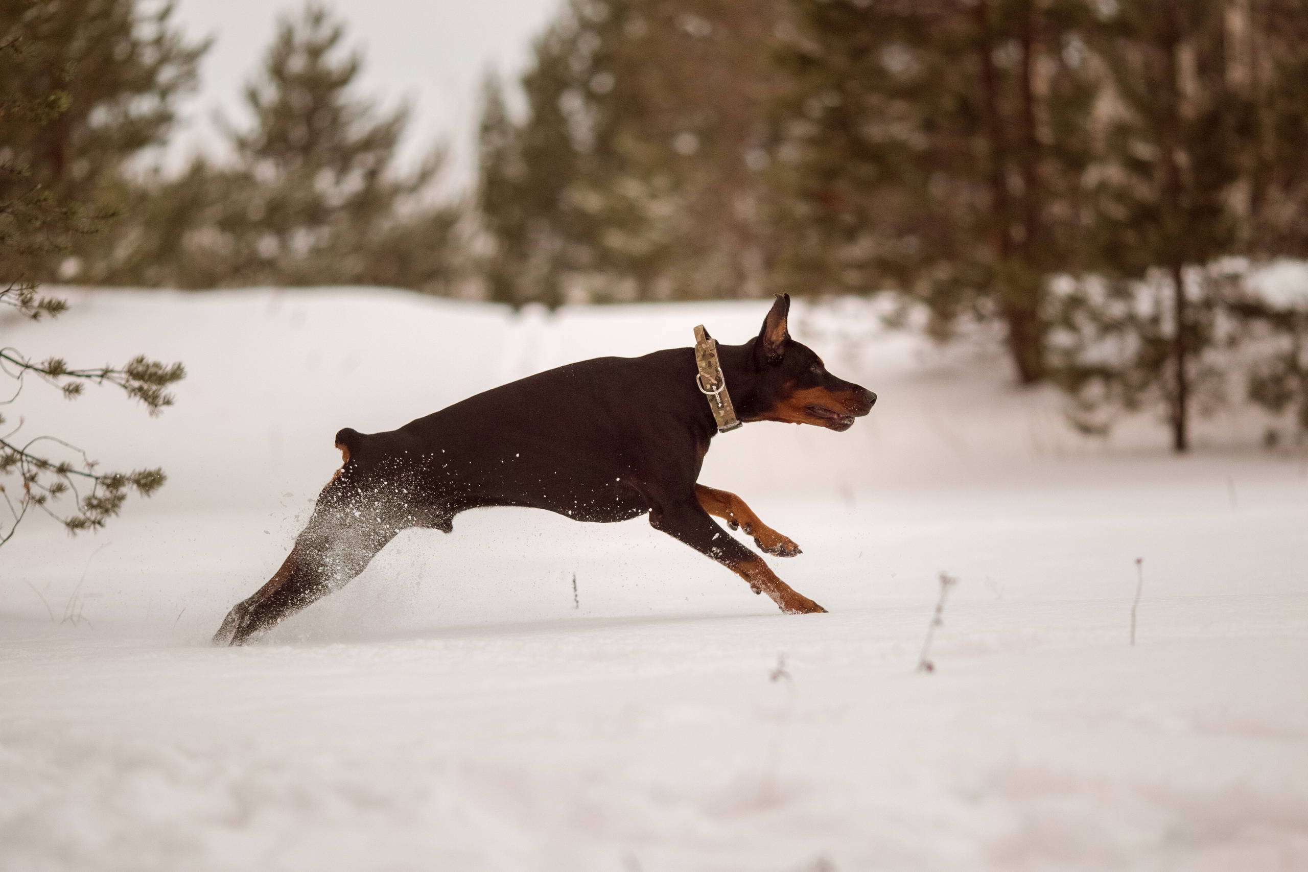 Фотосессия добермана