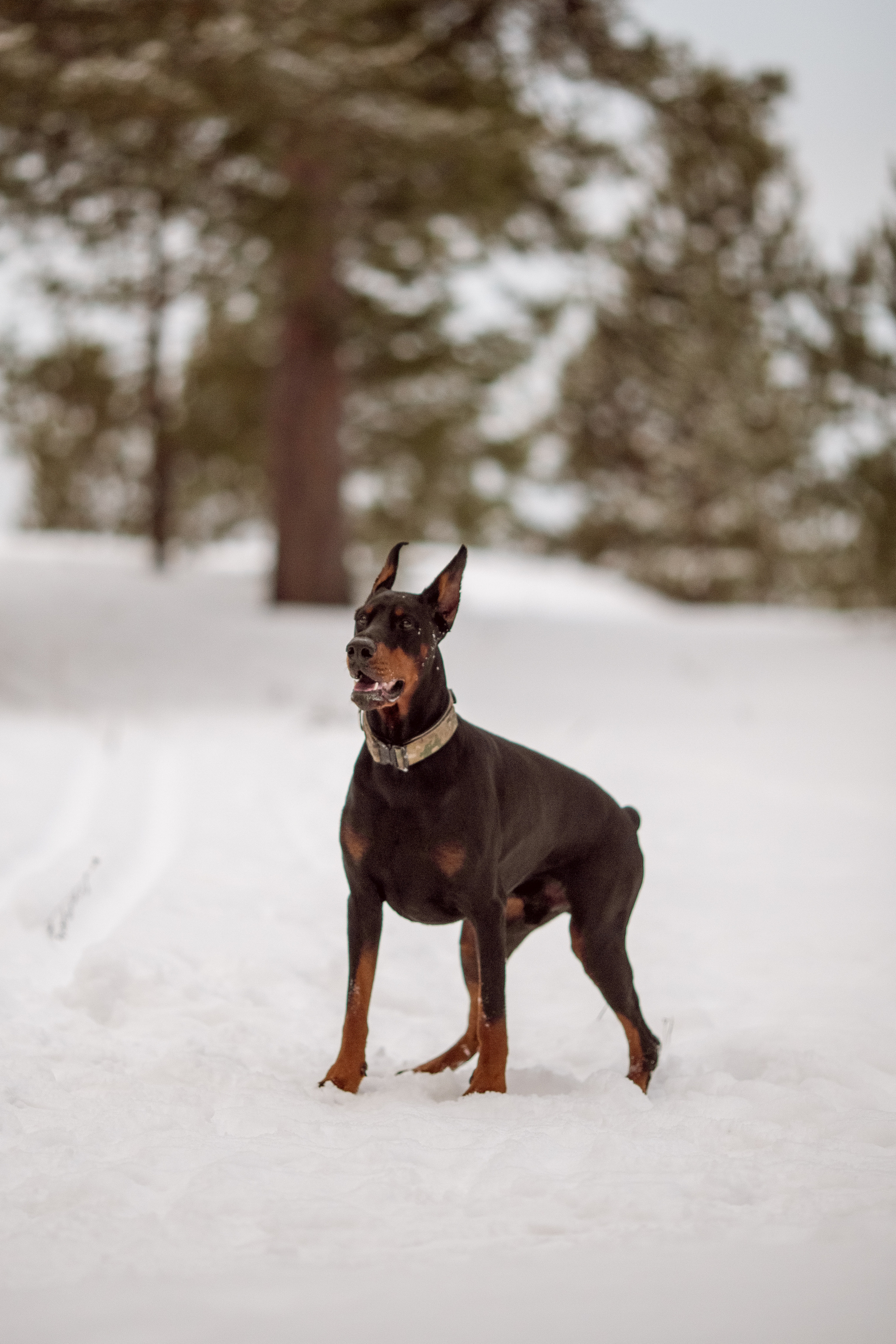 Фотосессия добермана