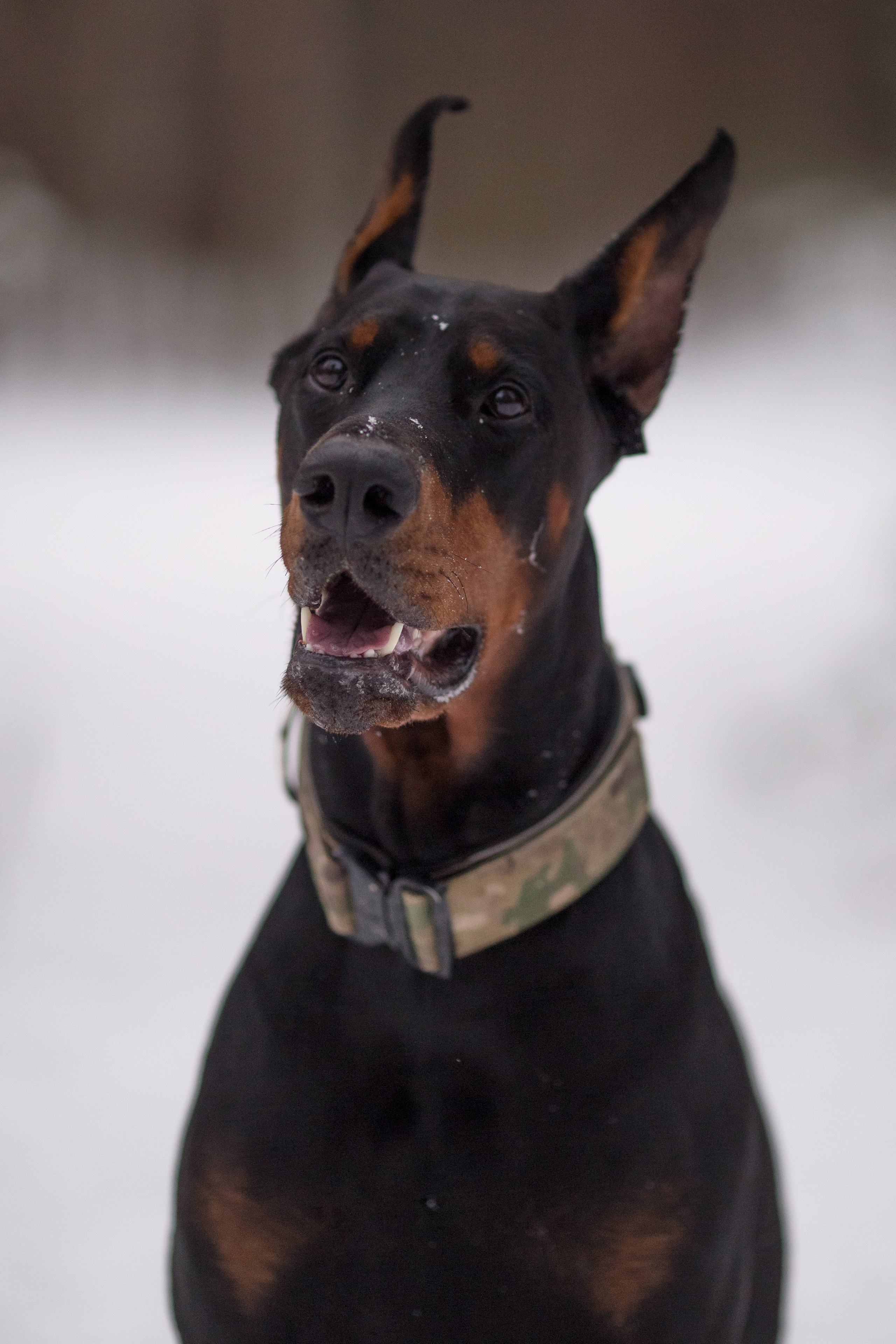 Фотосессия добермана