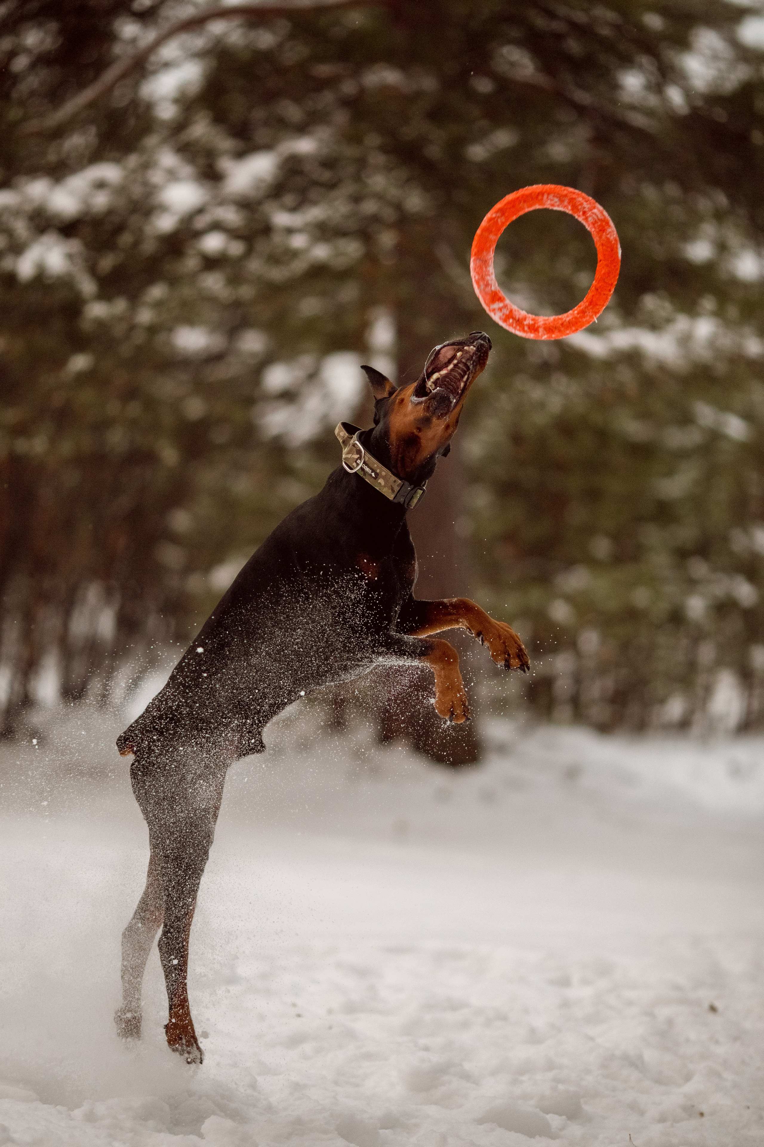 Фотосессия добермана