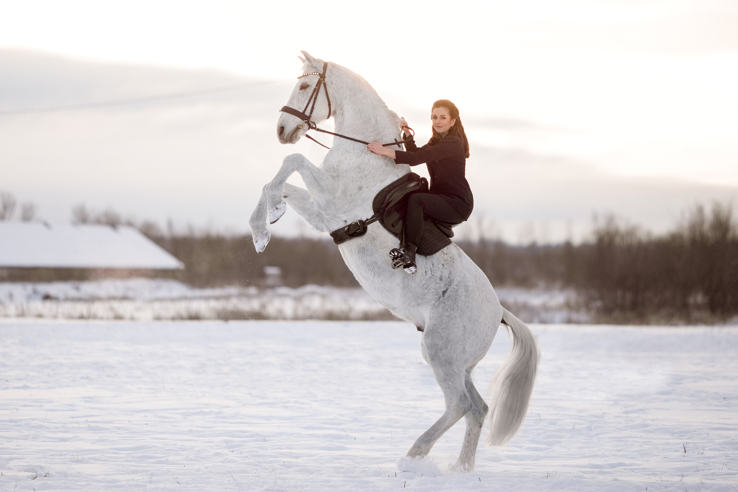 Зимняя фотосессия с серой лошадью
