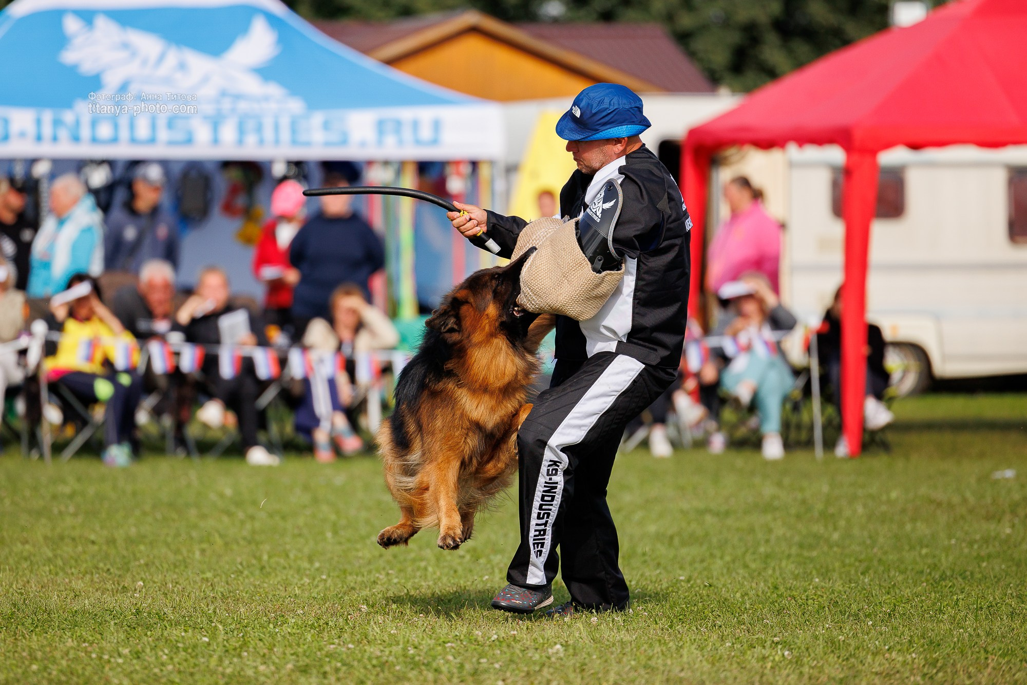 Немецкие овчарки: фото из рингов и вне ринга, мутпроба (фотографии с выставок). Фотограф собак, фотограф-анималист Аня Титова (Titanya). Москва