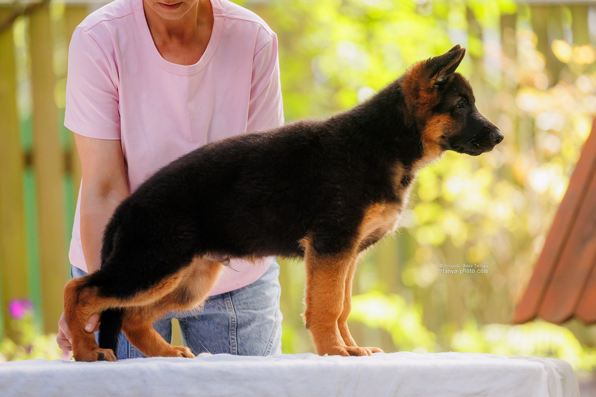 Щенки немецкой овчарки. Фотограф собак, фотограф-анималист Аня Титова (Titanya). Москва