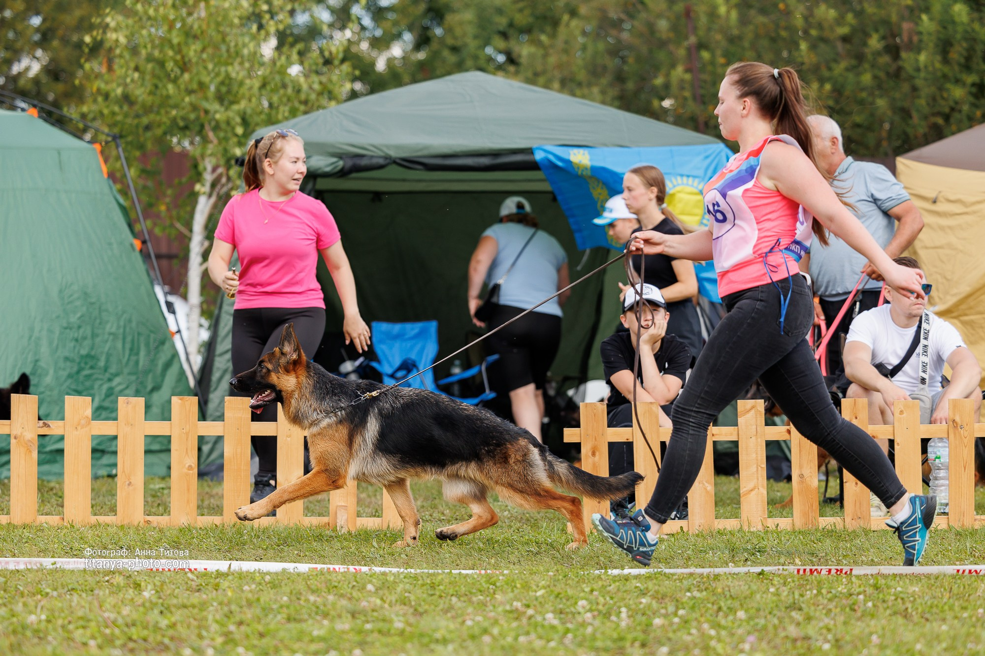 Немецкие овчарки: фото из рингов и вне ринга, мутпроба (фотографии с выставок). Фотограф собак, фотограф-анималист Аня Титова (Titanya). Москва