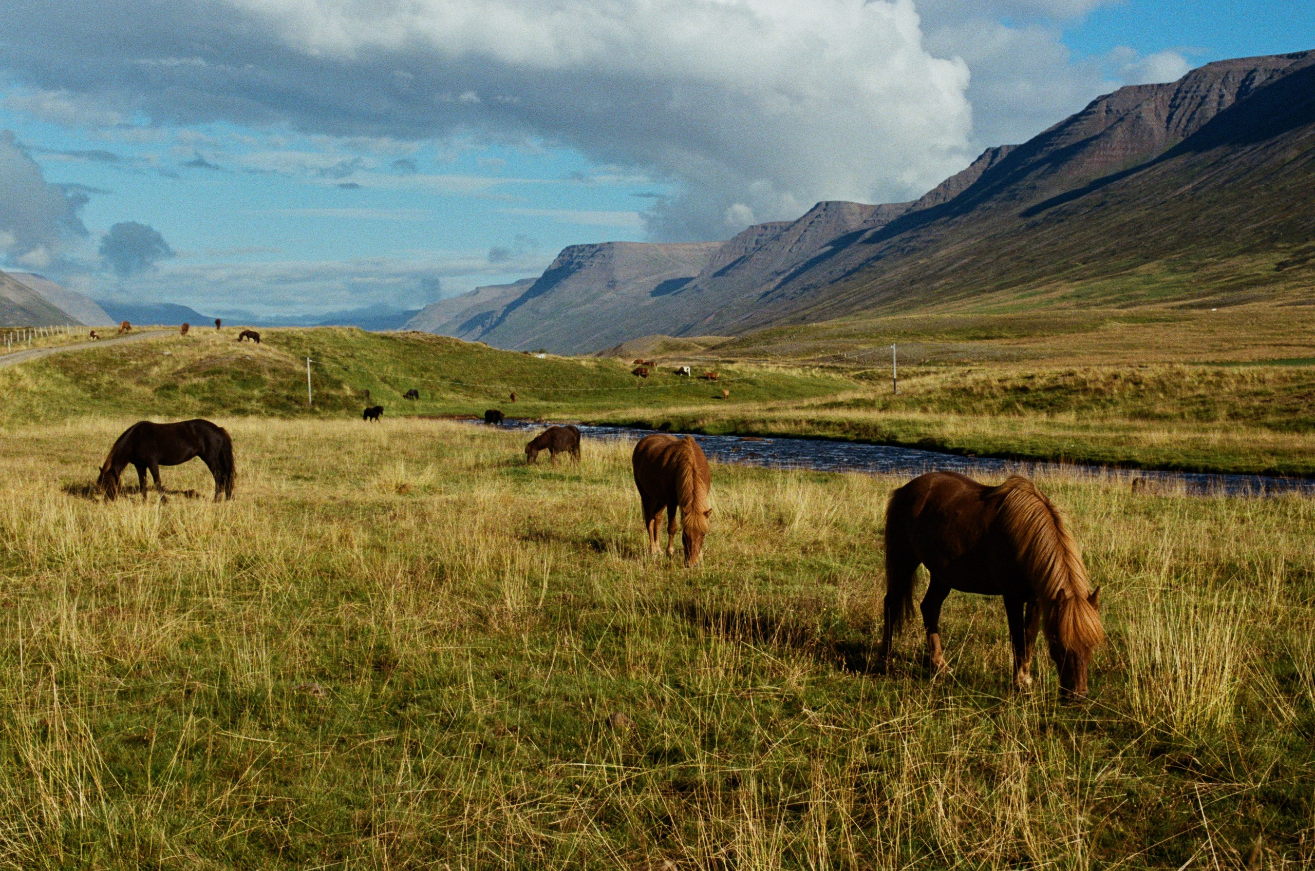 Vor i vaglaskogi // iceland, 724. EVER EXPOSED