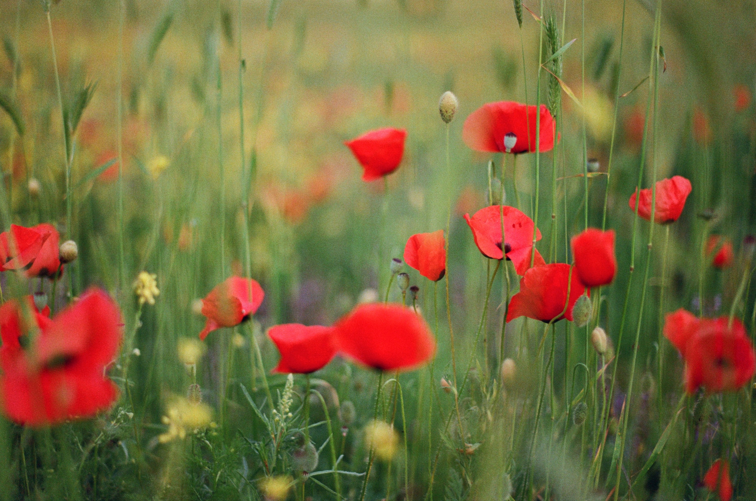 Silent running // ukraine, crimea IV. EVER EXPOSED