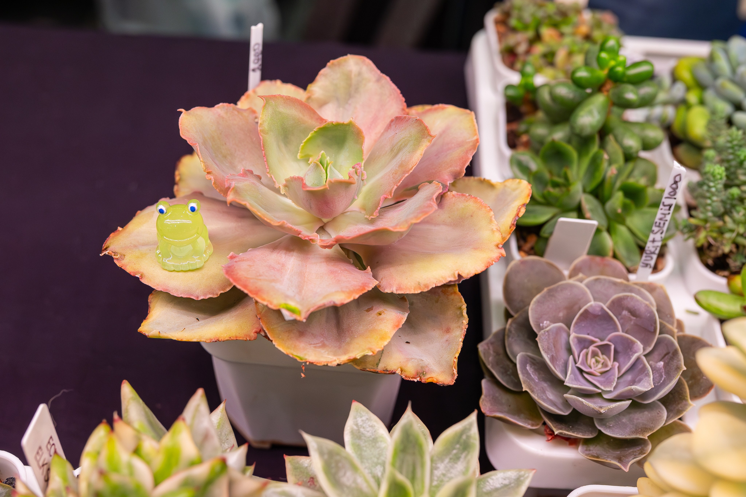 Монстериум 11–12 октября. Александра Куликова фотограф, Москва