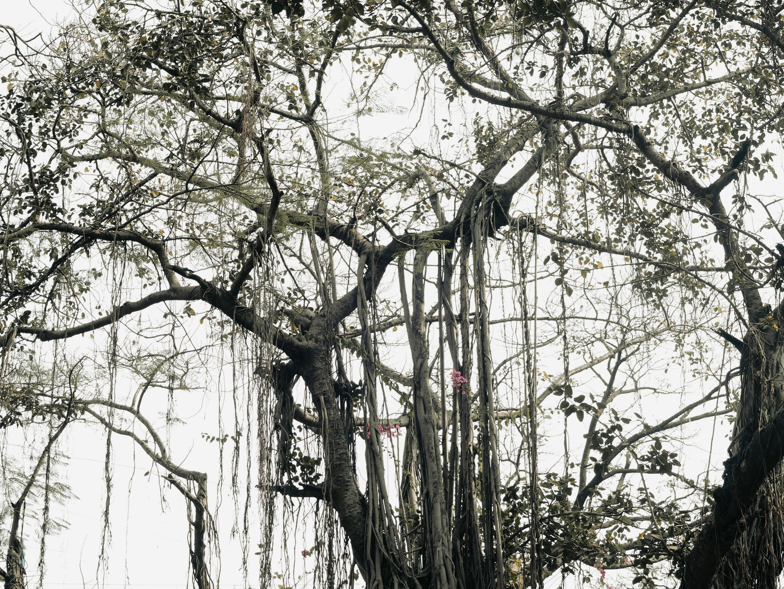 India. Фотограф в Москве