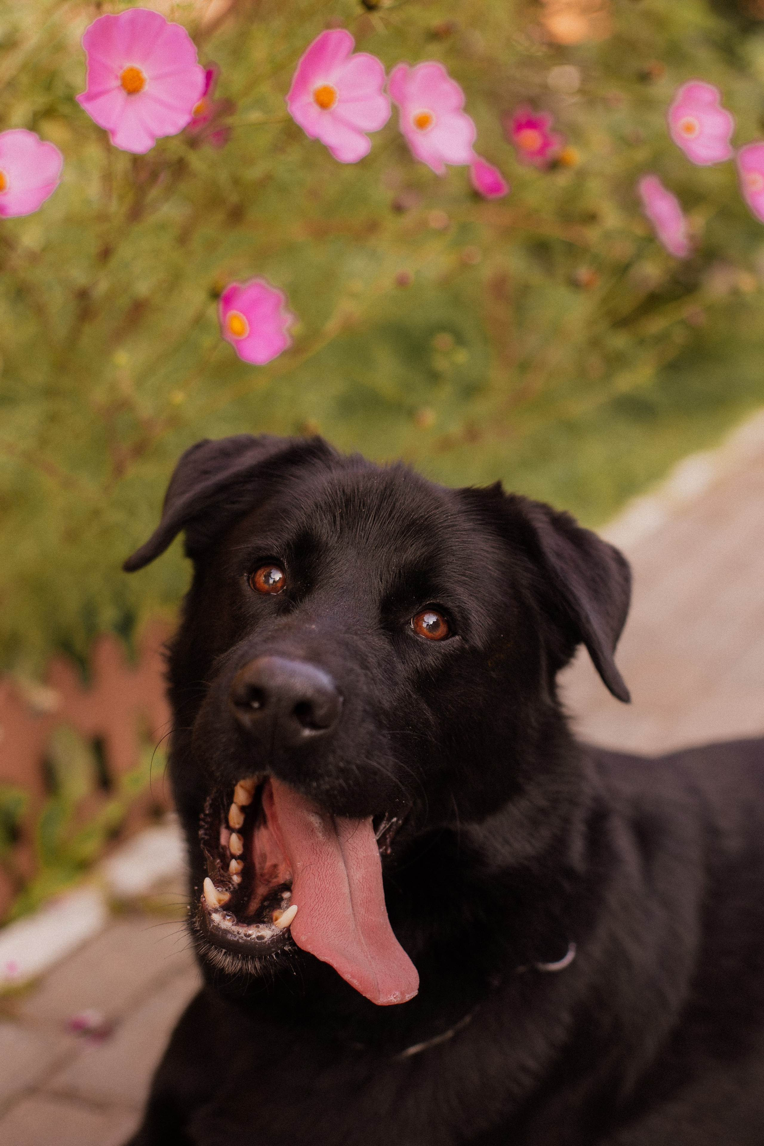 Анна и Лаки. Фотограф-анималист Мария Баркевич | Москва