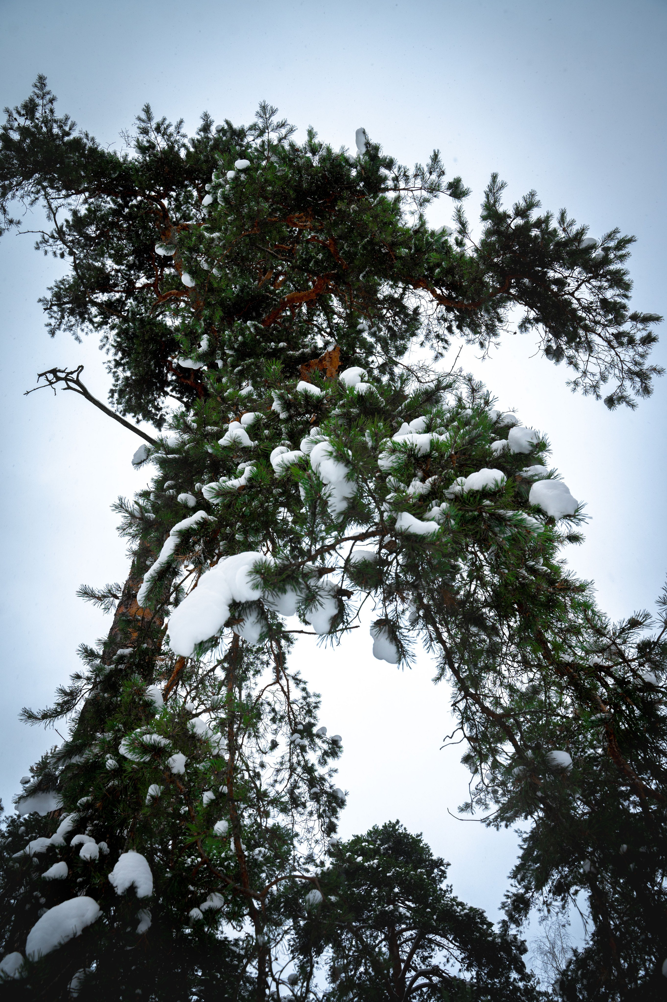 Прогулка с собакой. Зима, лес, Москва. Vadim Nevenglovskii Фотограф в разных жанрах
