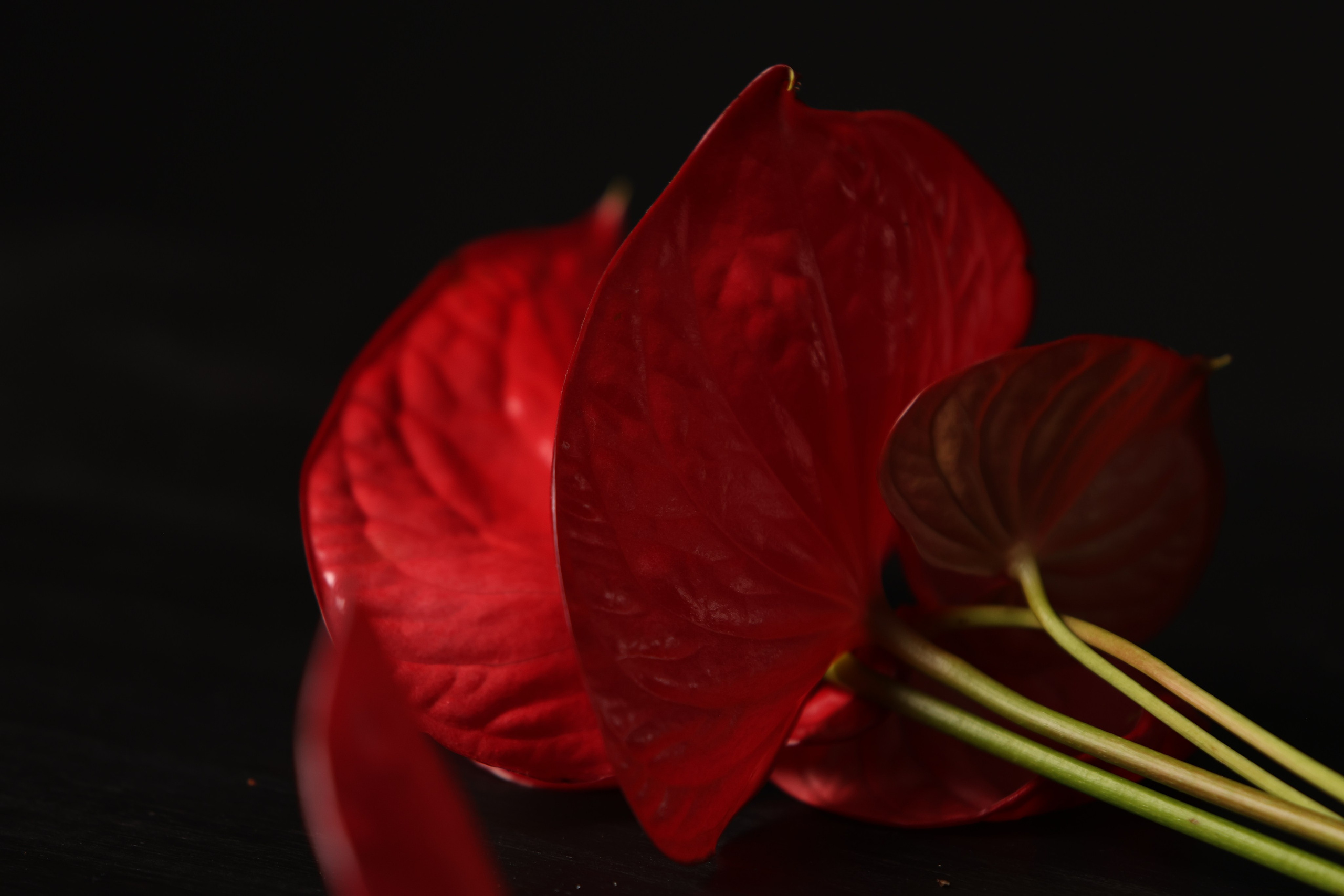 Цветы. Яна Чхан — Фотограф в Донецке и не только