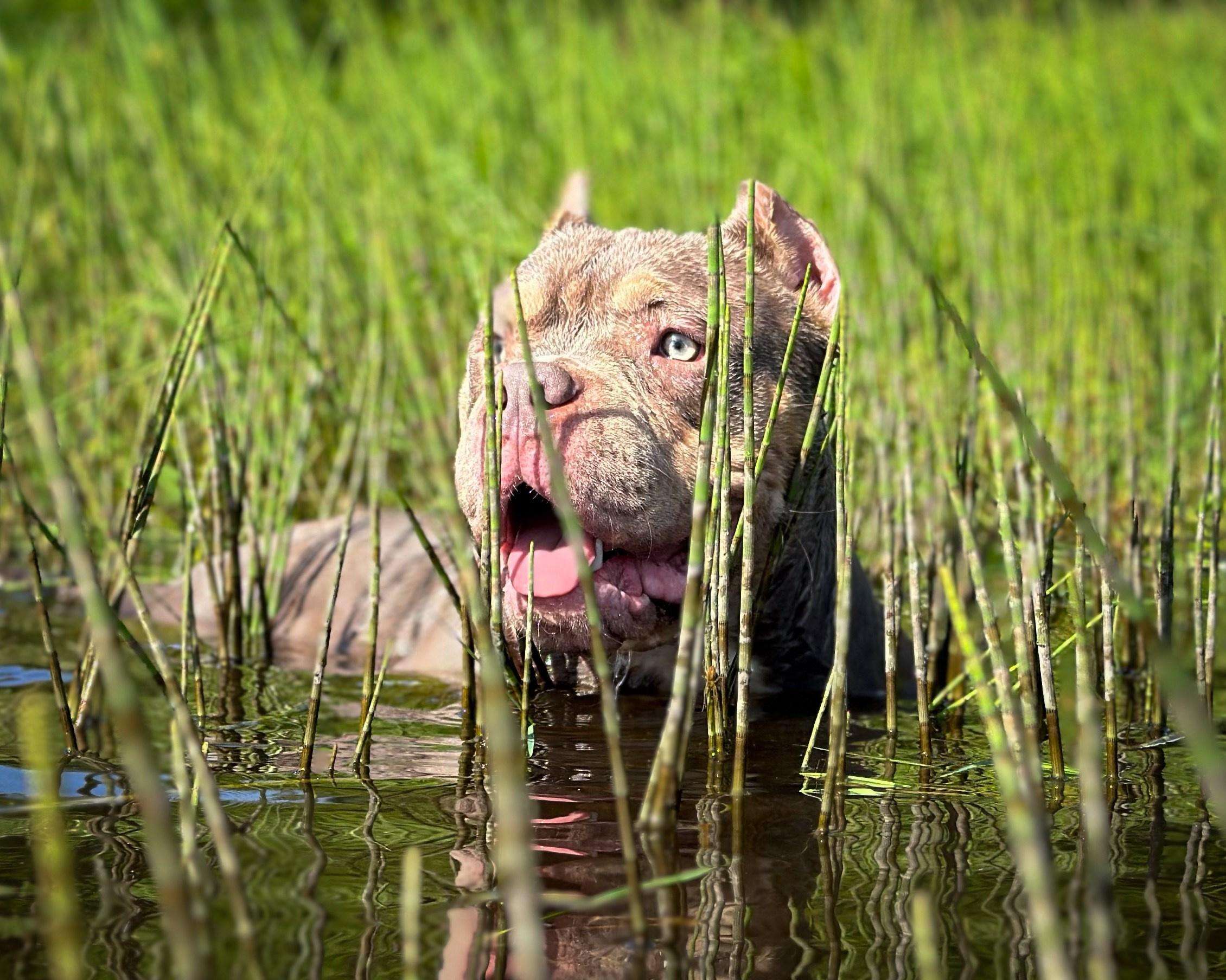Питомник американских булли Bounty Pride Bully