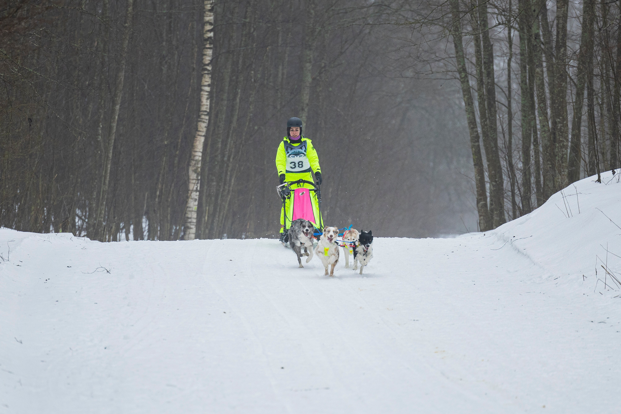 Зимний Чемпионат Санкт-Петербурга по ездовому спорту. Фотограф-анималист Анна Маринич