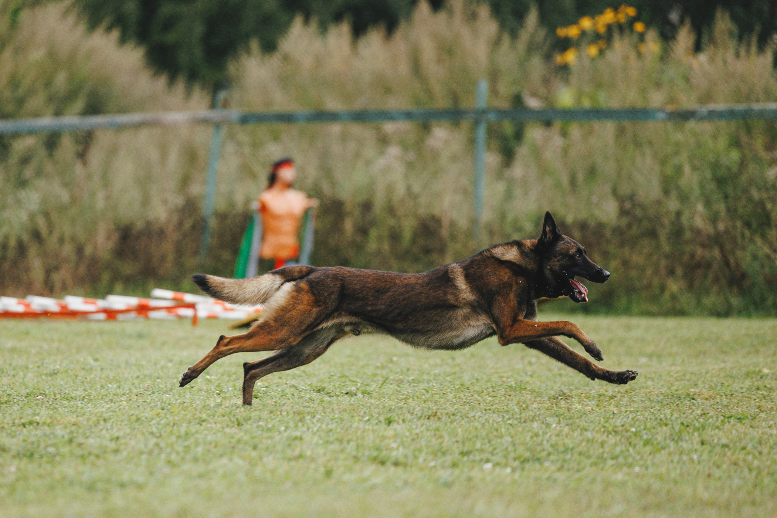 08.08.25-10.08.25 ЧР по мондьорингу г. Вологда. Фотограф-анималист Анна Маринич