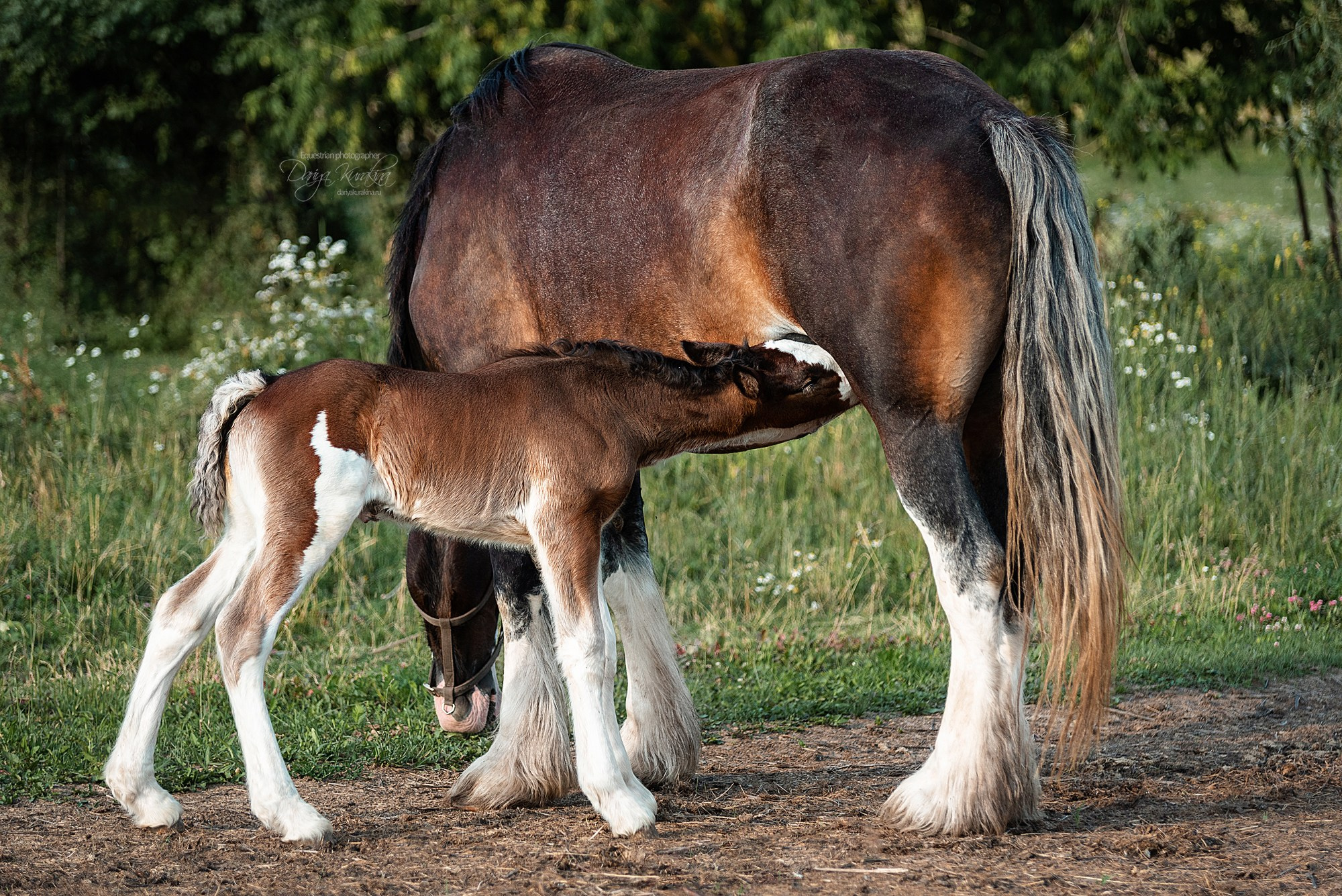 Рапунцель и Квини. Конный фотограф Куракина Дарья • Фотосессии с лошадьми