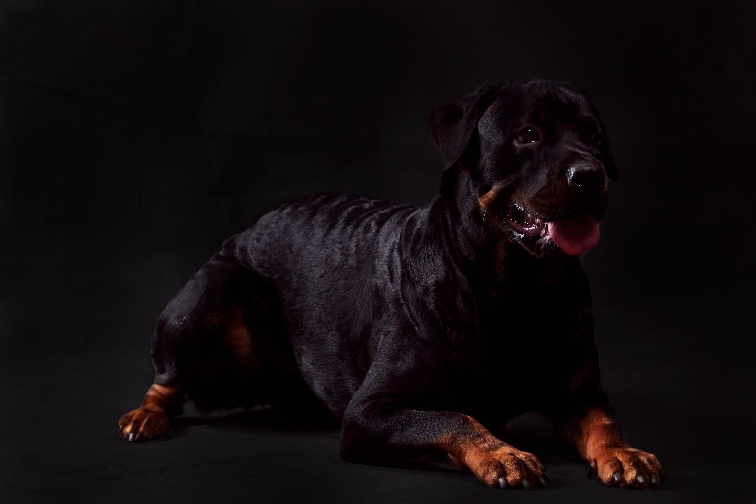 Фотосессия с животными. Фотограф анималист — Тула, Москва