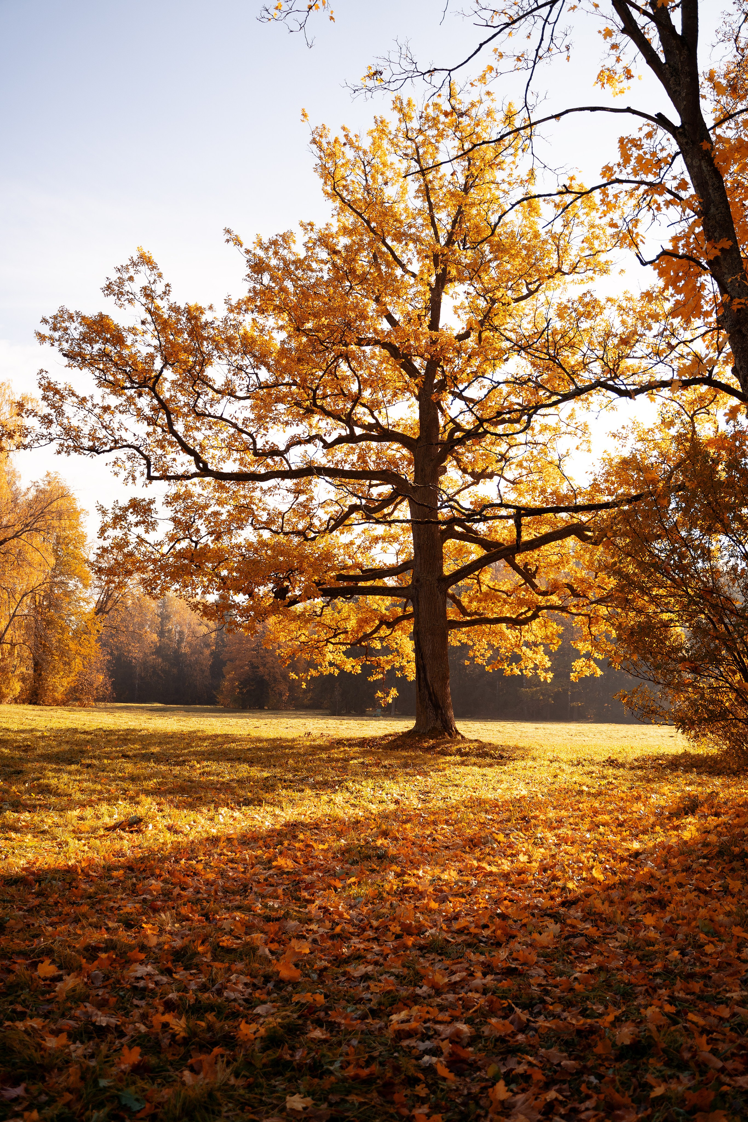Дмитрий Юлия и Мишенька. Свадебный фотограф Санкт-Петербург, Сочи, Питер, Выборг, Луга, Псков