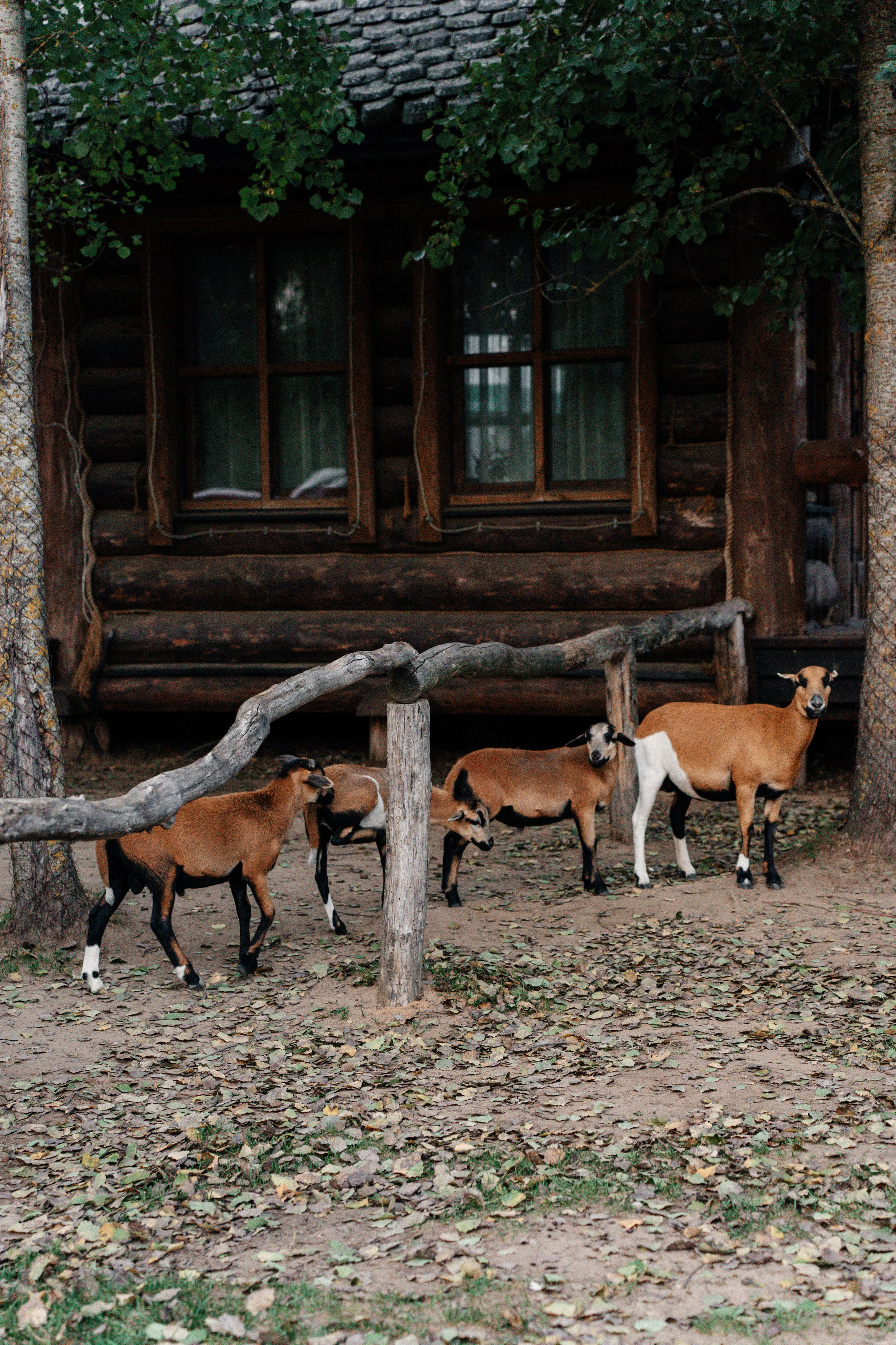 Диприз — в мире диких животных. Ваш семейный фотограф в Минске — Вика Трегубова