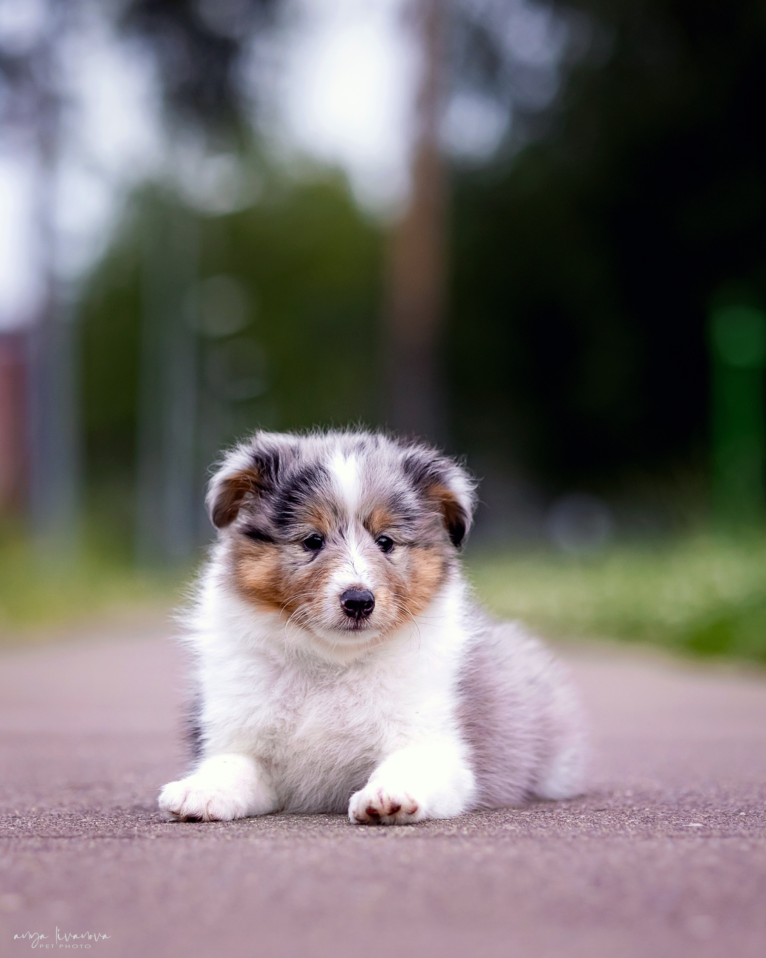 Шелти. Фотограф анималист Аня Ливанова | Рыбинск