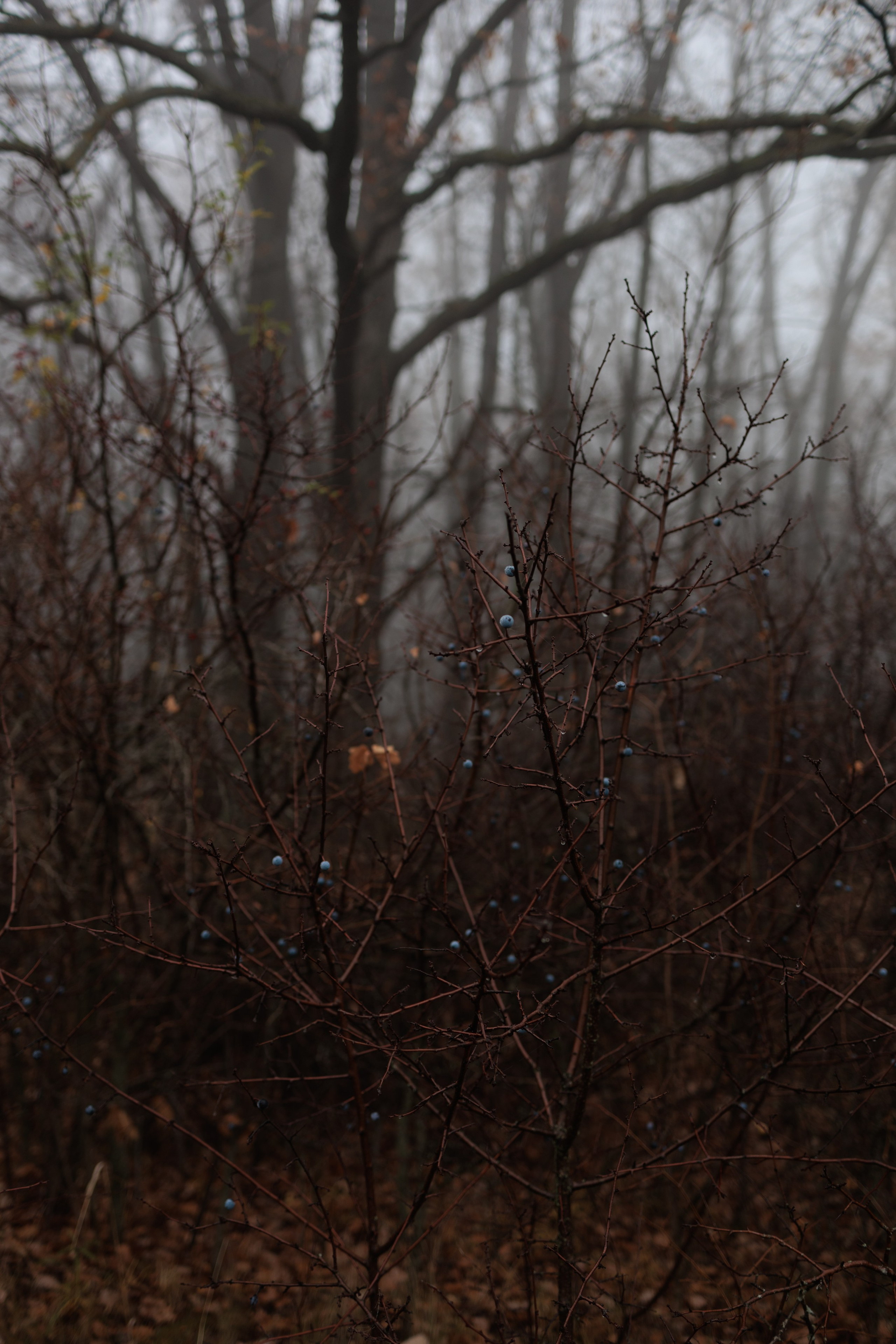 В туманном лесу. Семейный фотограф в Белгороде