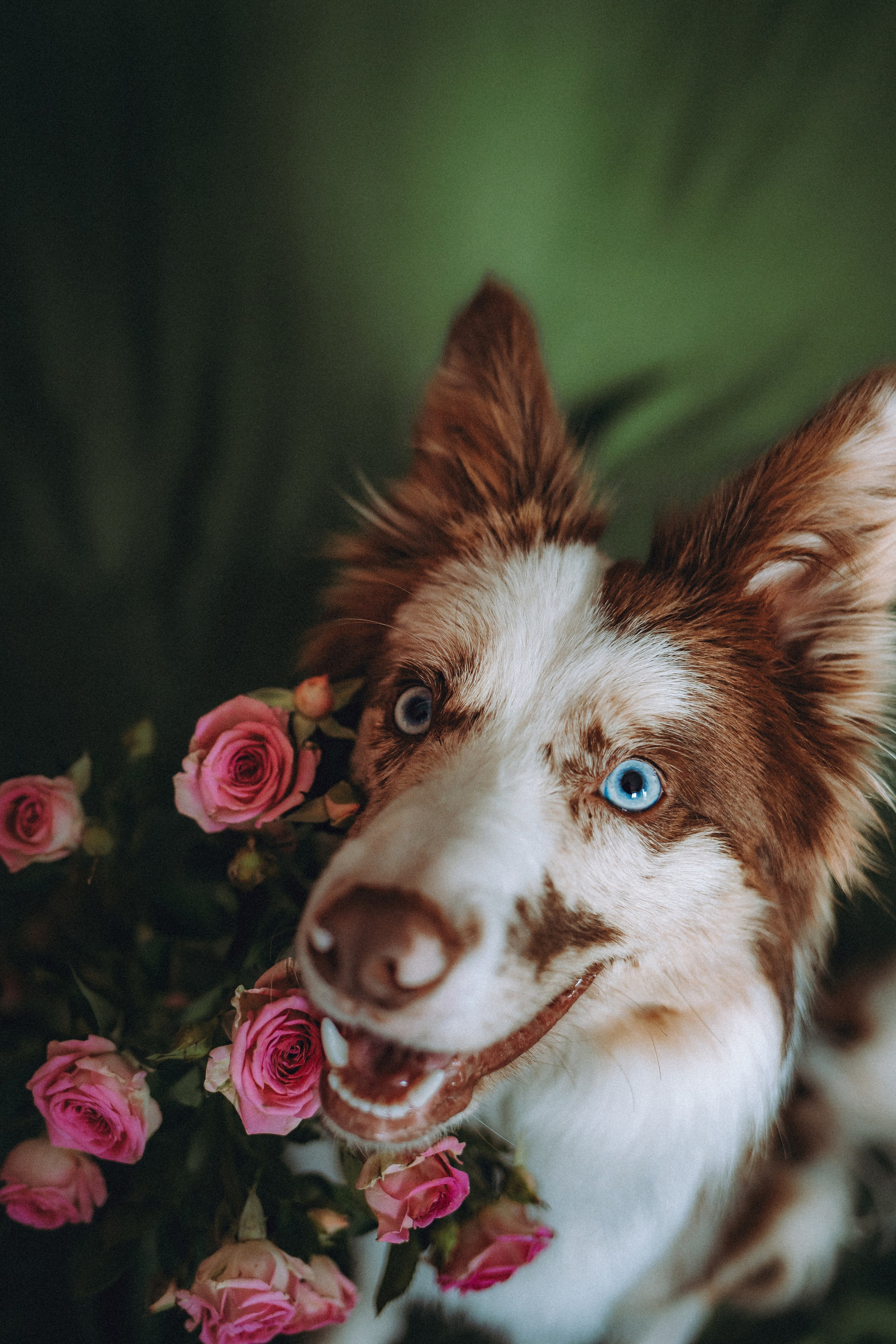 День рождения Айко