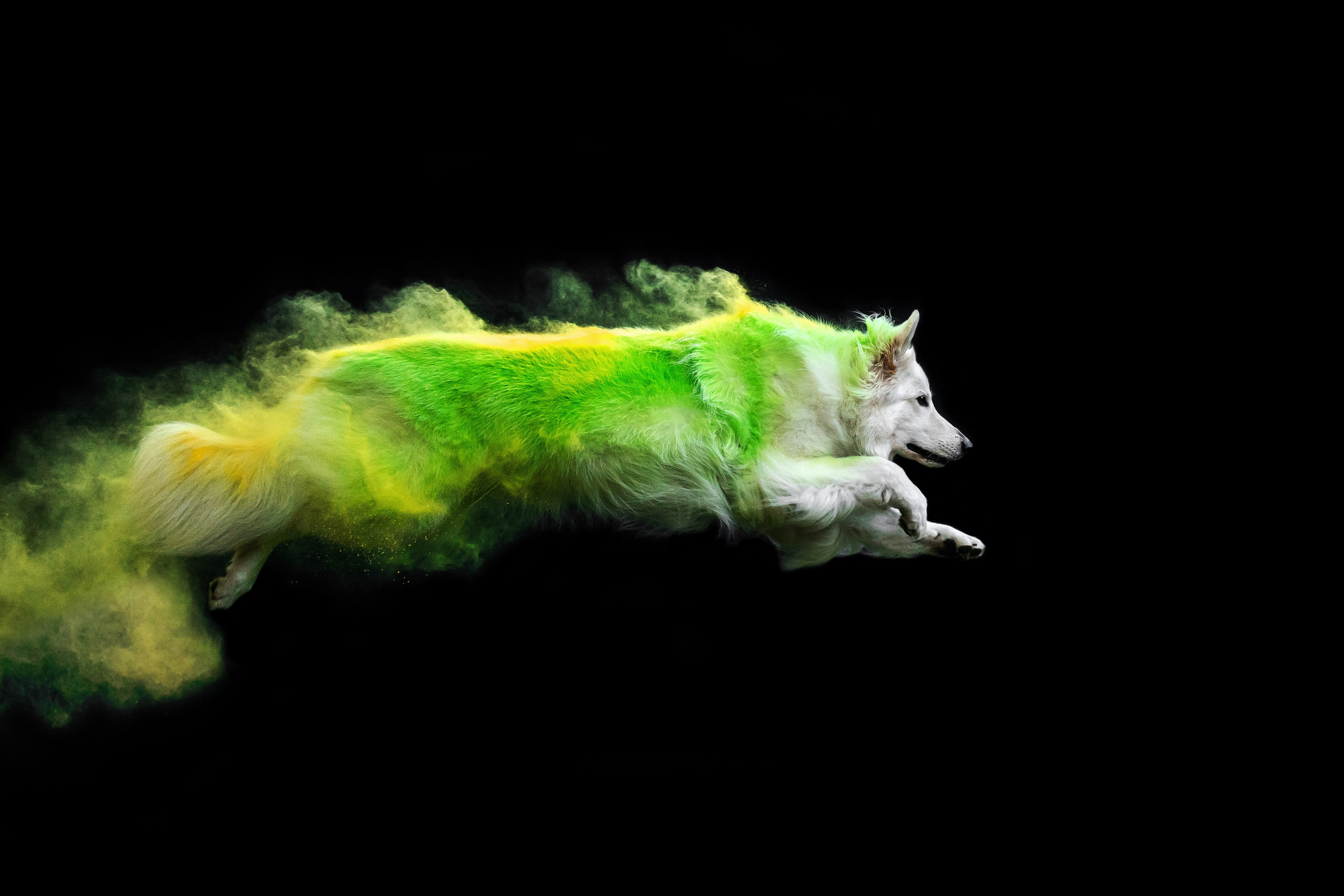 Краски холи