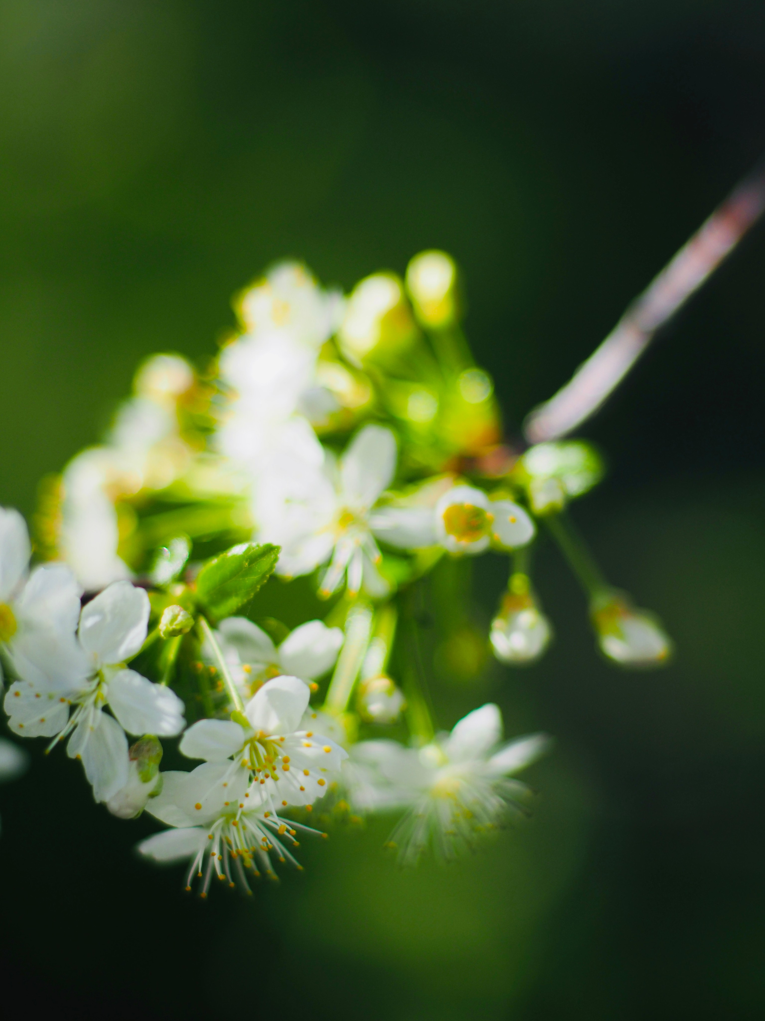 Природа/Животные